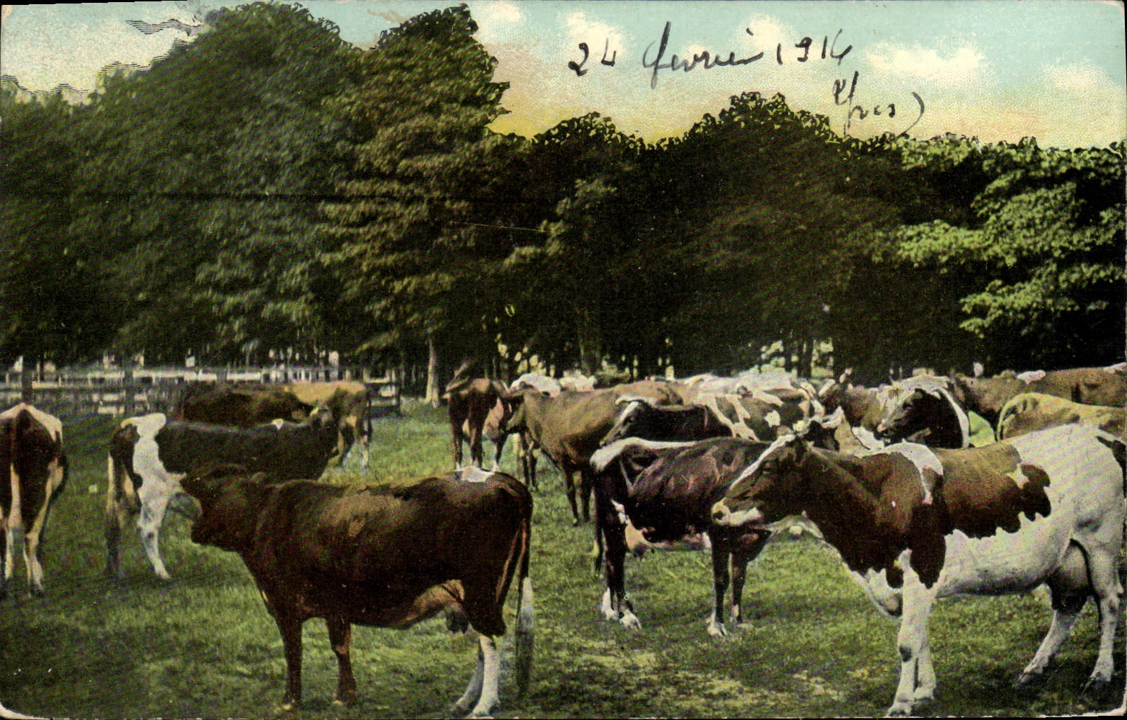 CPA Vaches 