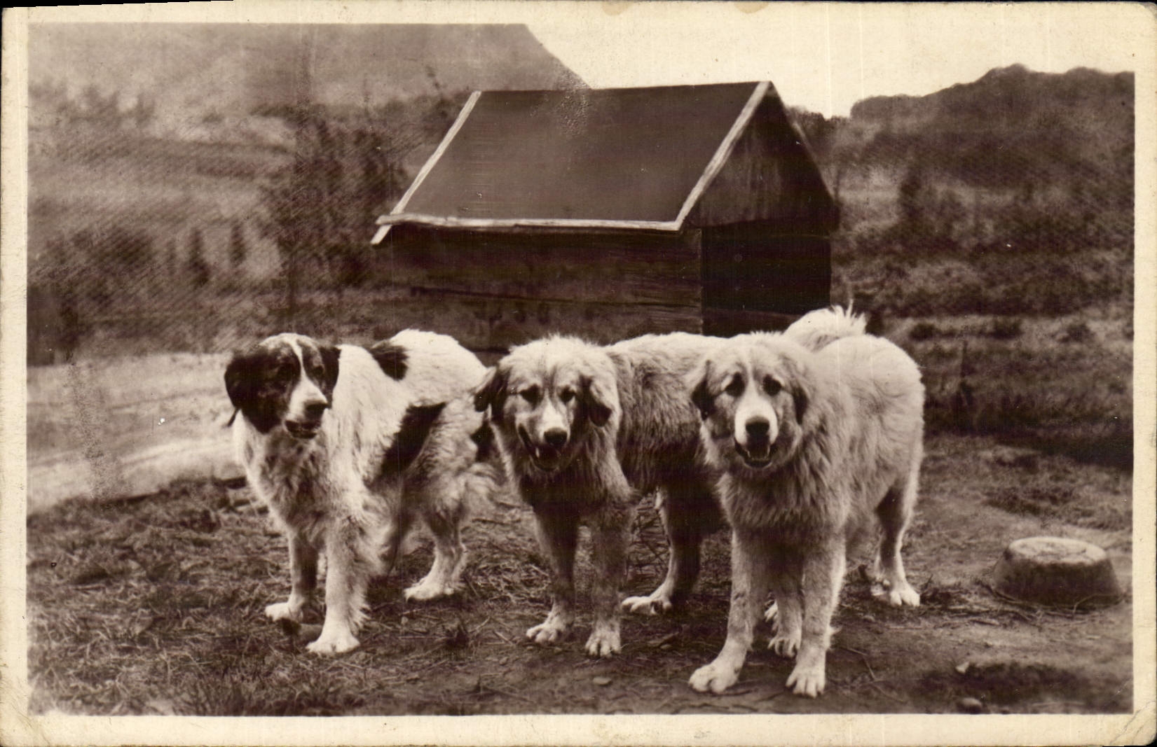 VINTAGE POSTCARD Dogs Of the Pyrenees