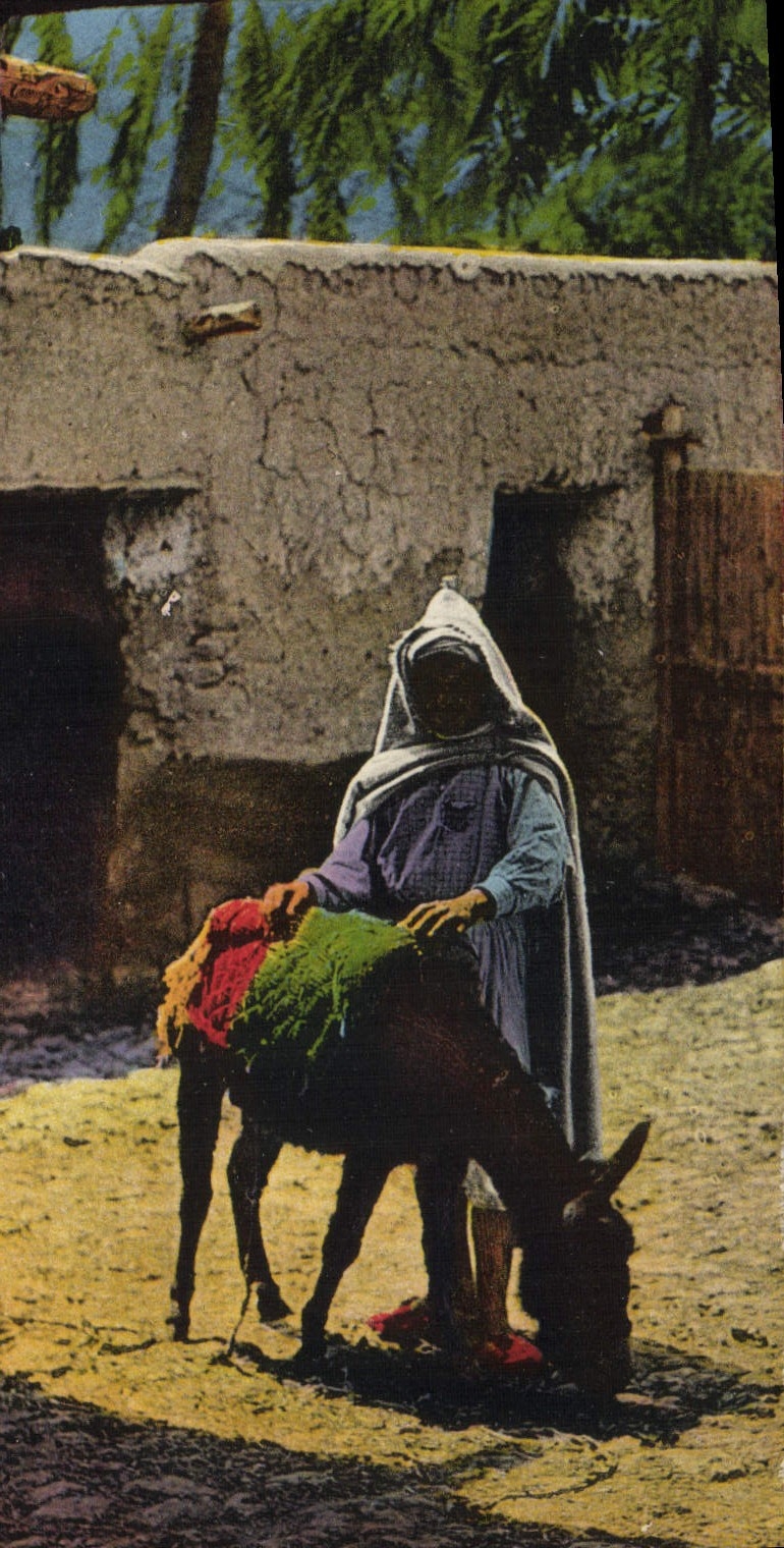 VINTAGE POSTCARD the Donkey-driver Ass Mule