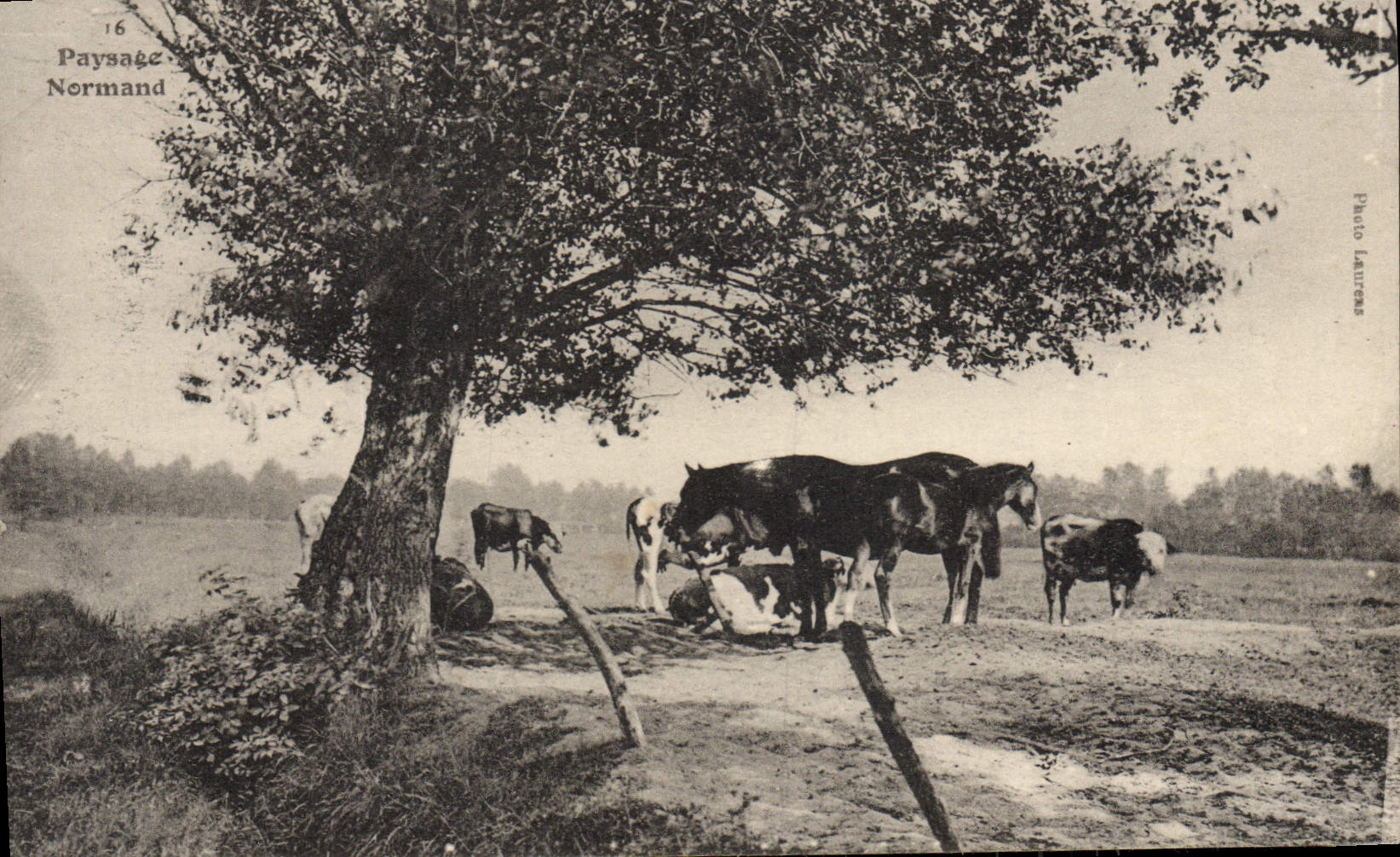 Caballo normando de la vaca del paisaje de la POSTAL de la VENDIMIA