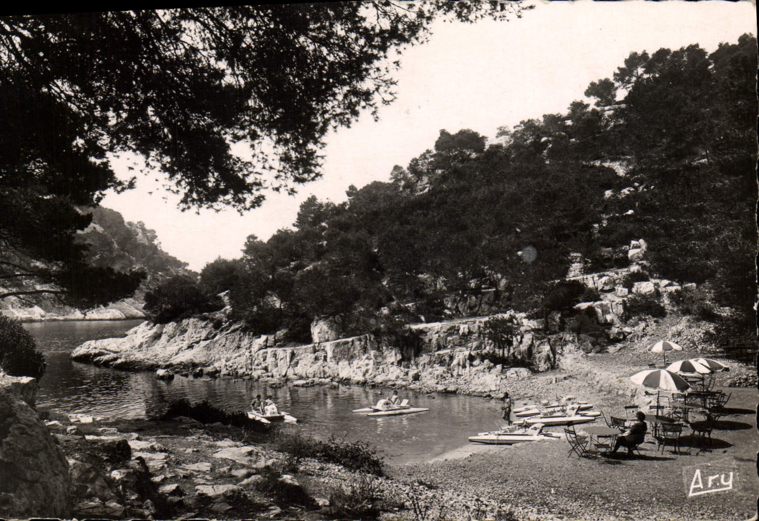 MODERN CARD Blackcurrant Creek of Port Pine establishment