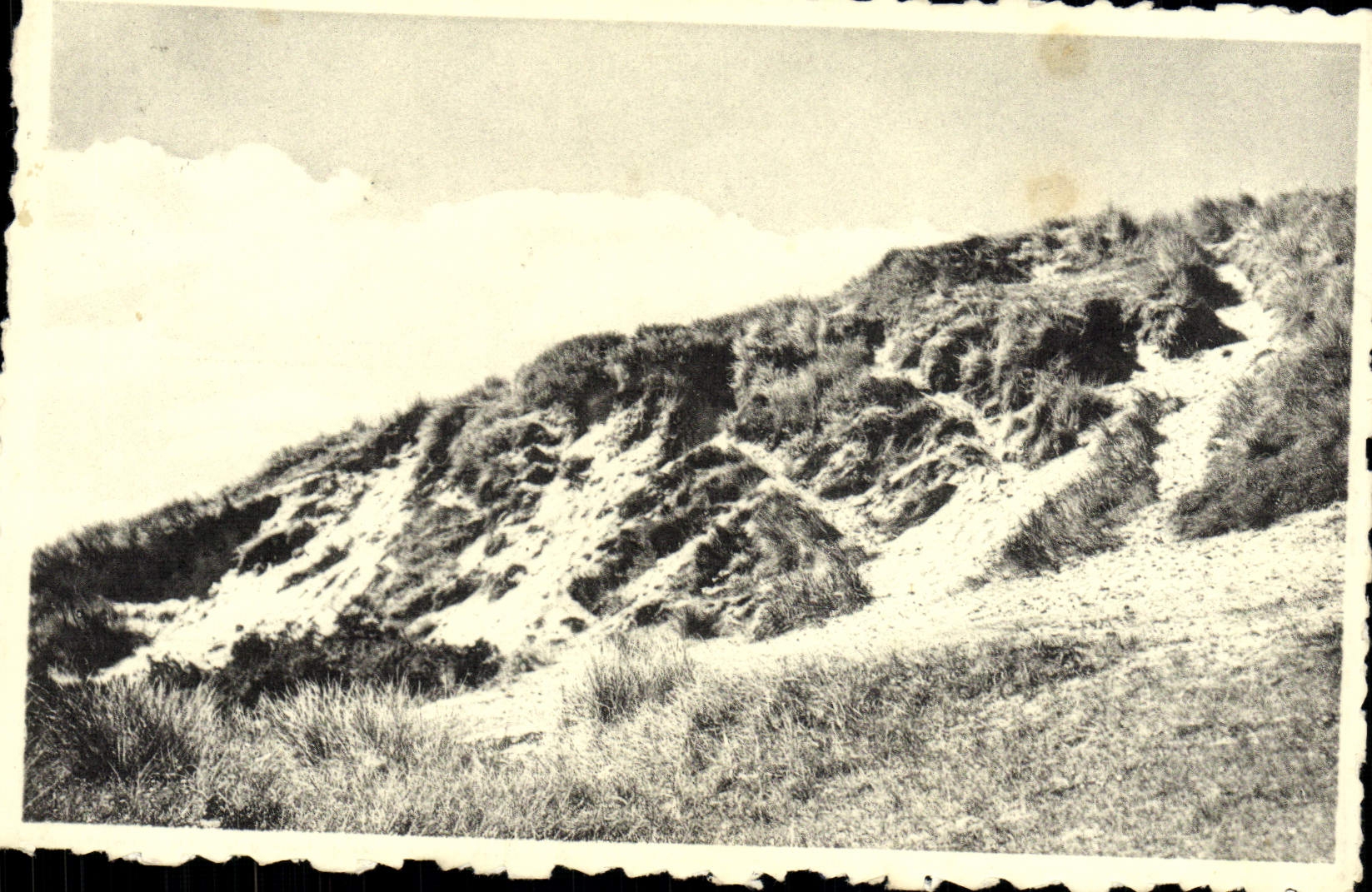 CPA Bredene sur Mer la dune sauvage