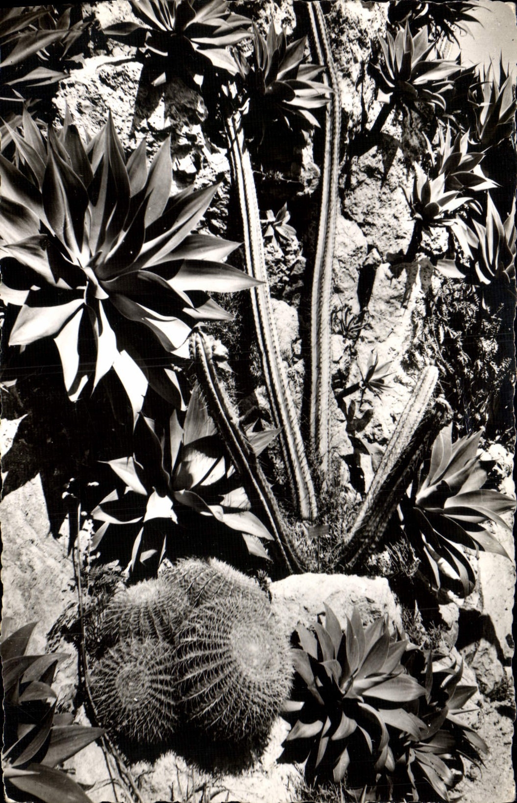 CPM Jardin exotique de Monaco Agaves