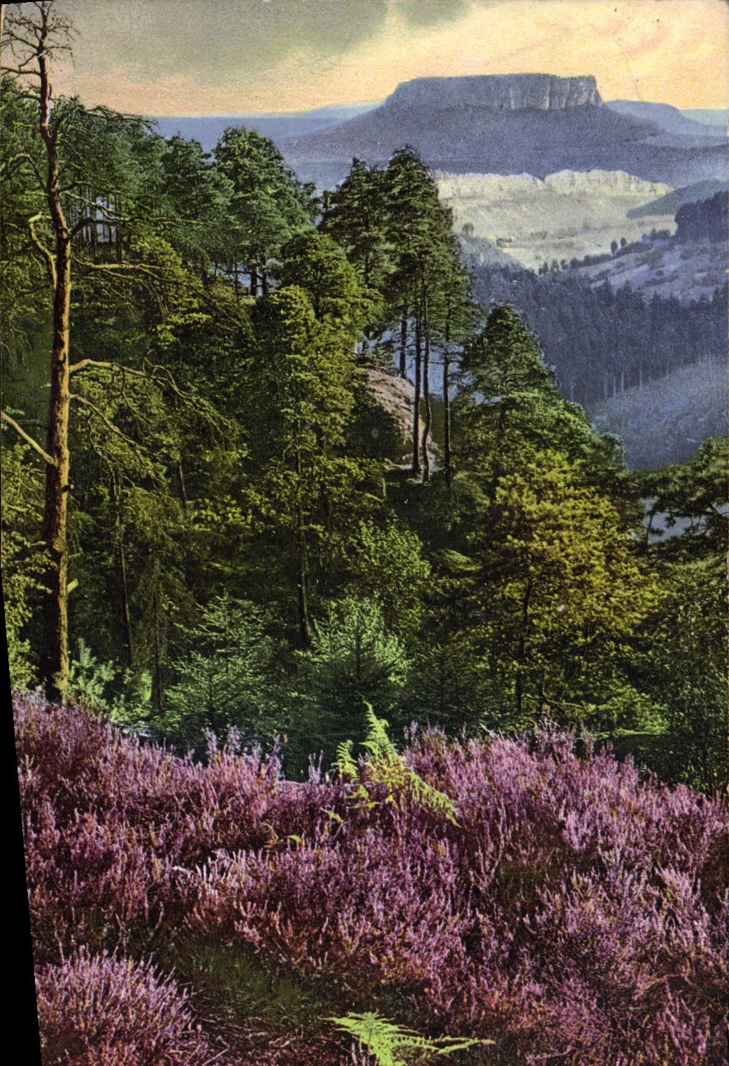 VINTAGE POSTCARD Vegetationsbilder has D Sachs Suisse