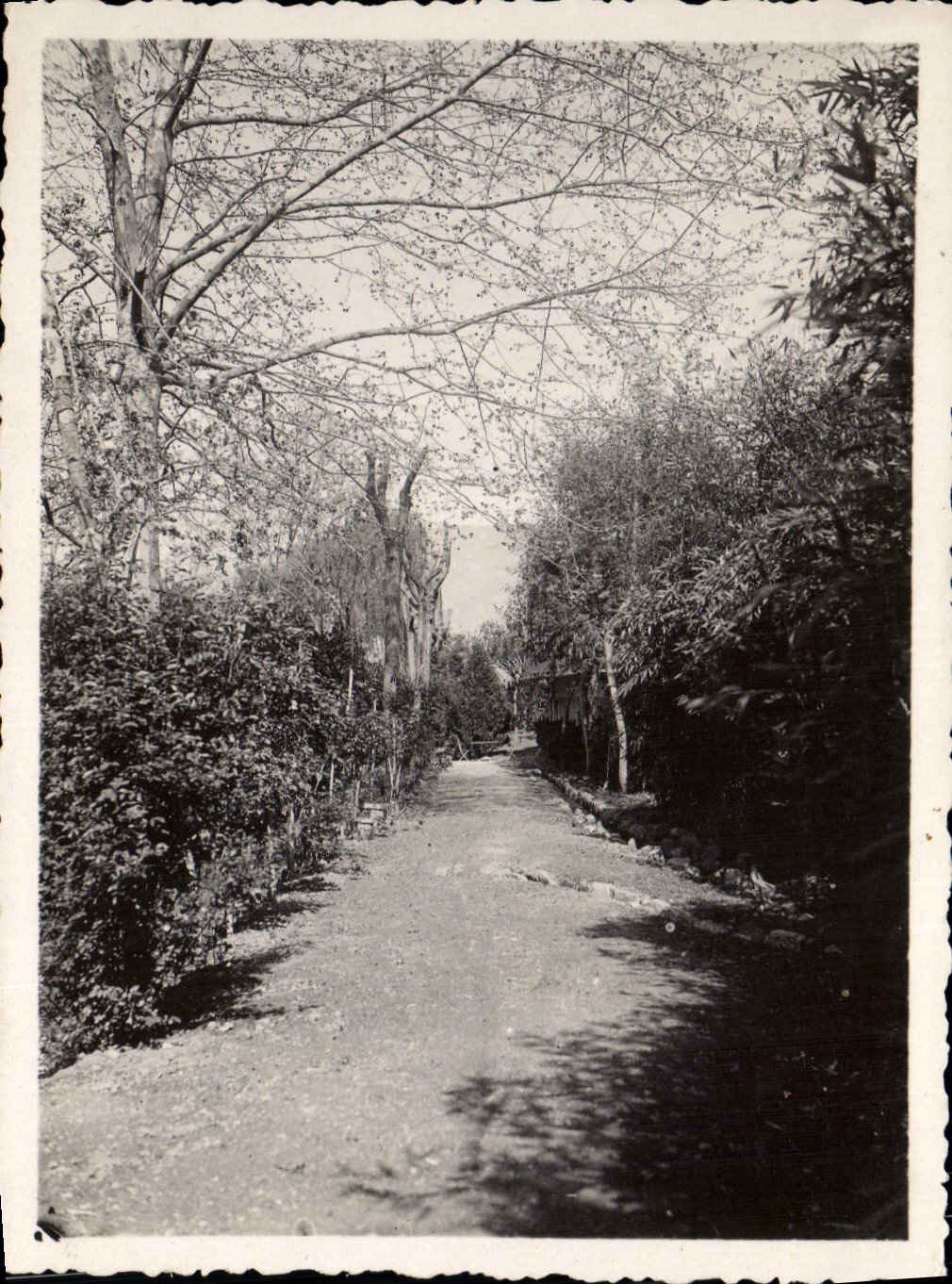 Photo Eden Parc Hotel Une allee du parc 