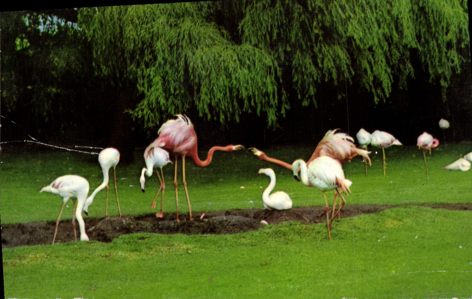 MODERN CARD Pink flamingos