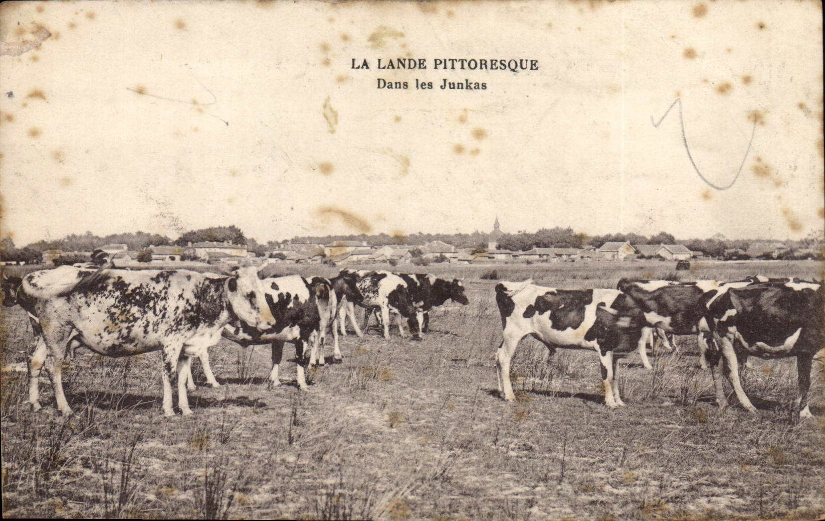 CPA La Lande Dans les junkas Vaches