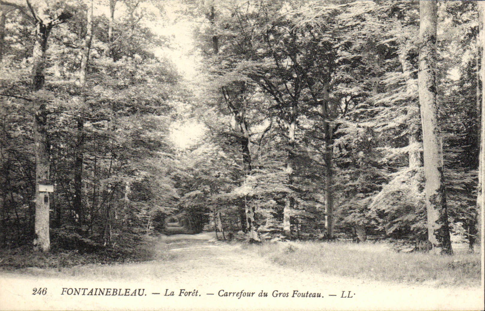 VINTAGE POSTCARD Fontainebleau the Drill Crossroads Of Large Fouteau