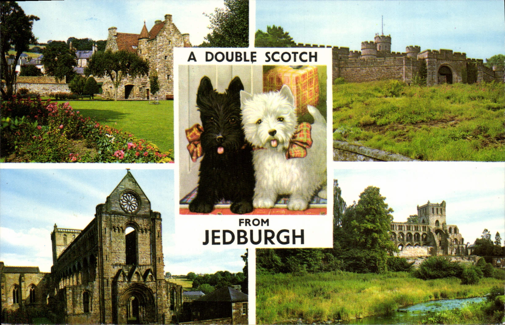 CPM A Double Scotch Jedburgh Chien Chiens 