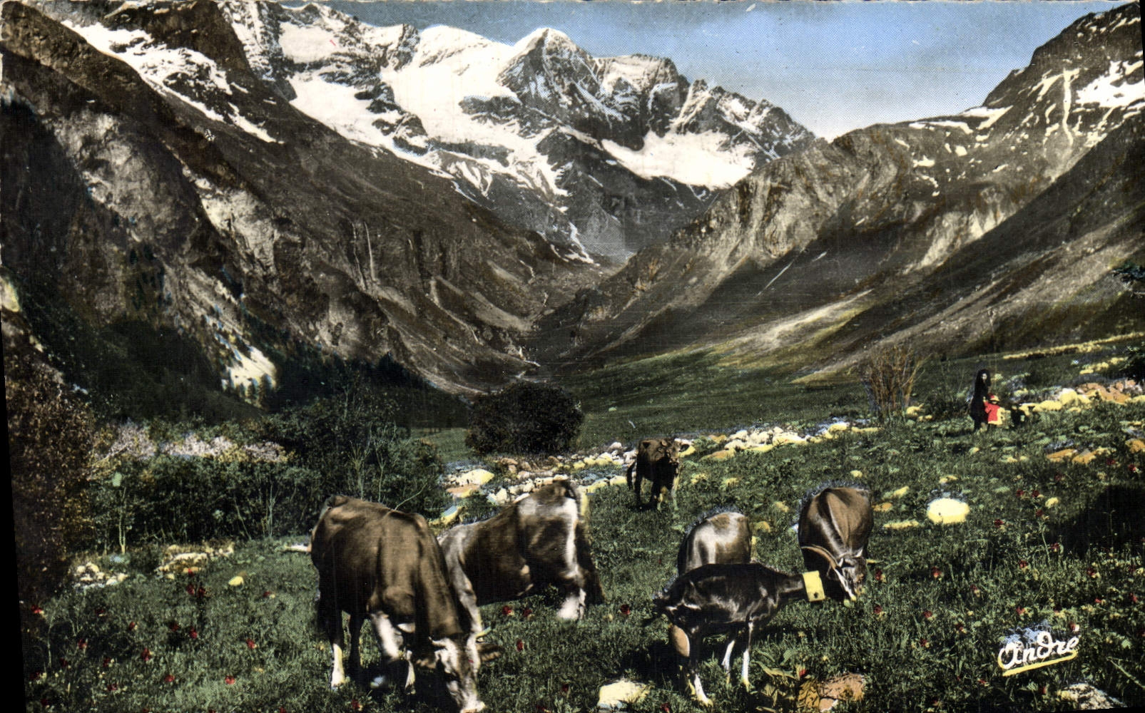 CPM Paysages Alpestres Paturages en haute montagne Vache Chevre 