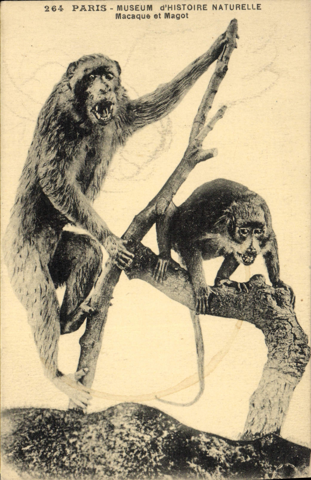 VINTAGE POSTCARD Paris Museum of Natural history Macaque and Nest egg monkey