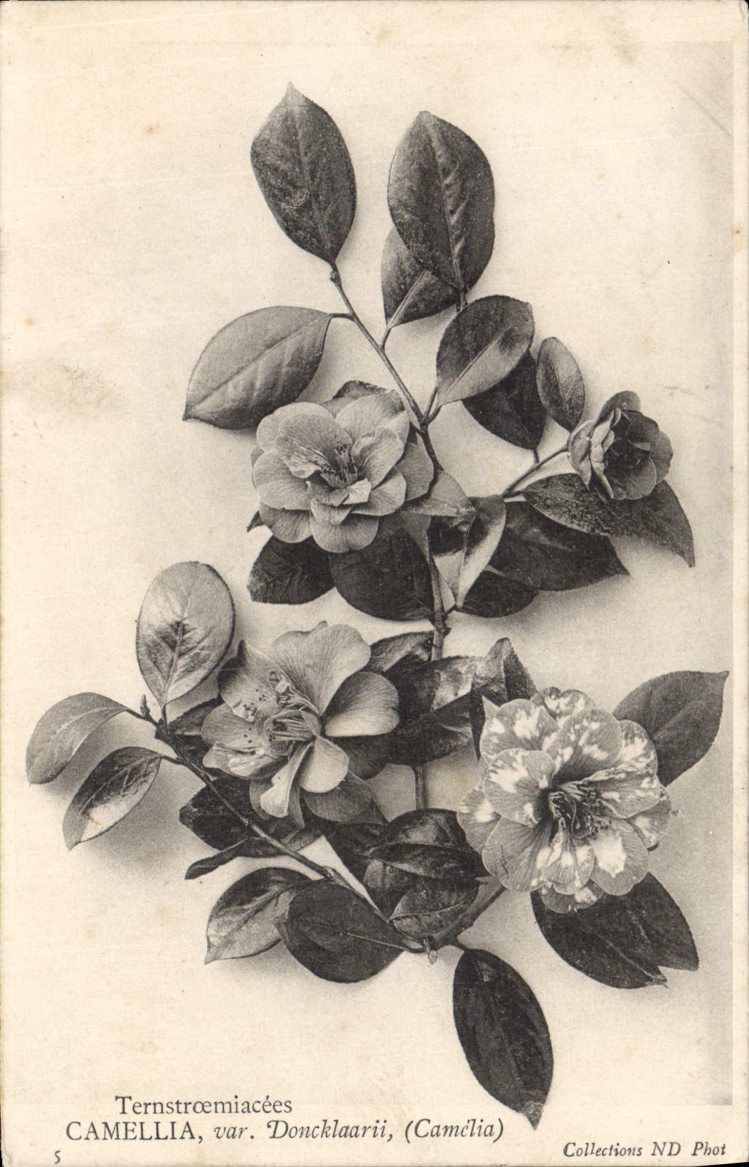 VINTAGE POSTCARD Fantasy Flowers Terstroemiacees the CAMELIA