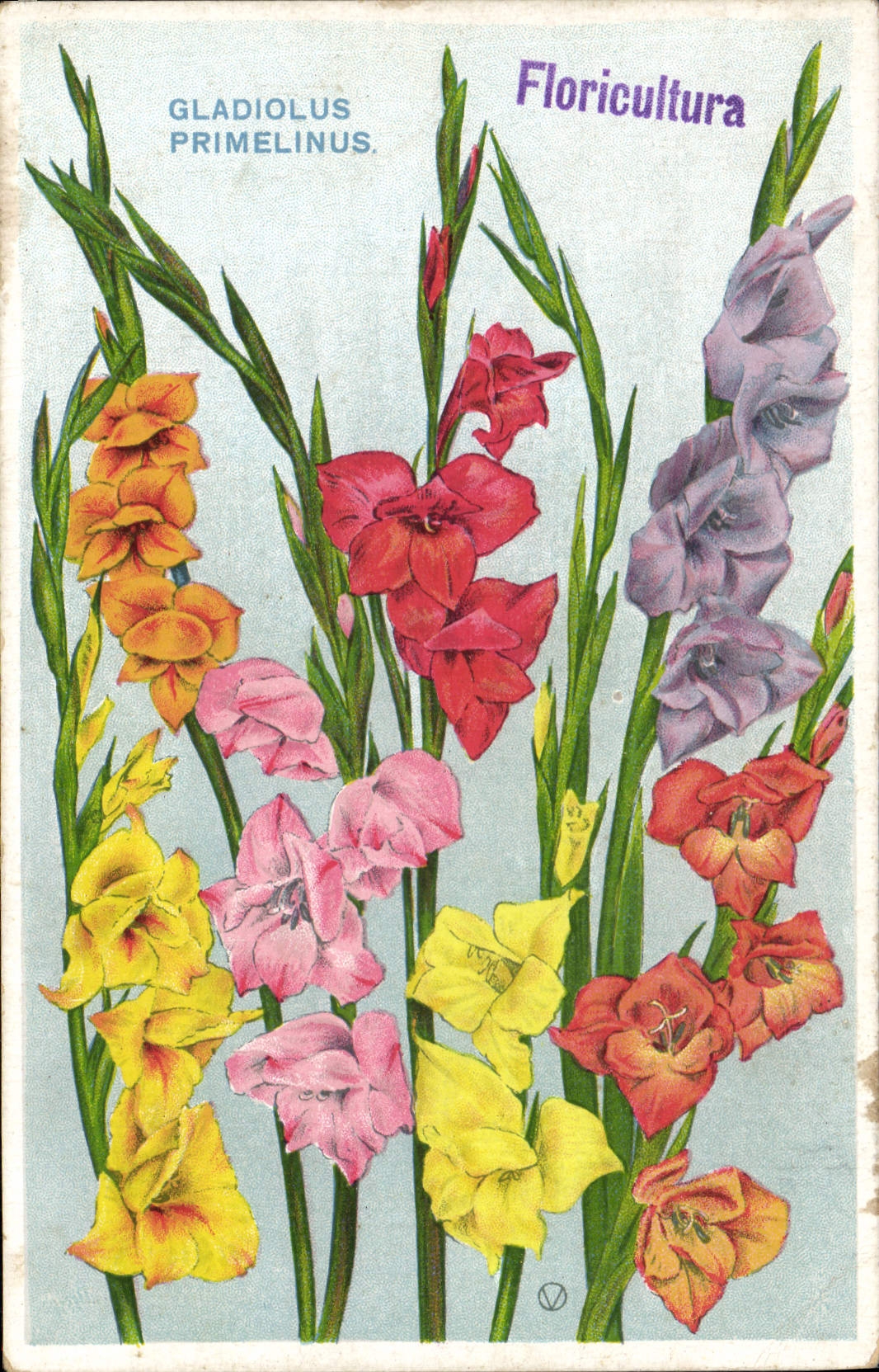 VINTAGE POSTCARD Fantasy Flowers Gladiolus Primelinus