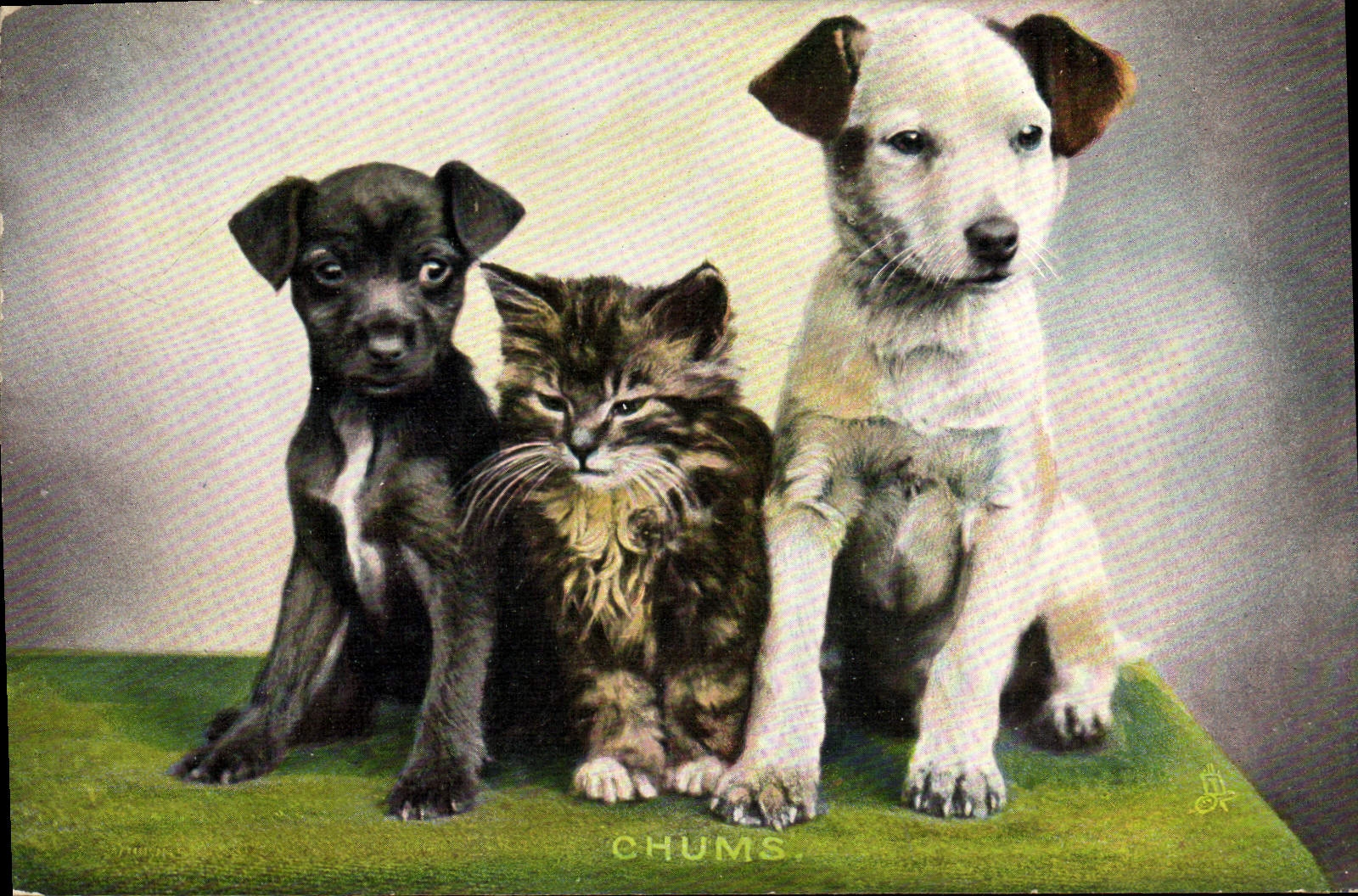 CPA Fantaisie Chien Chiens Chat Cahton 