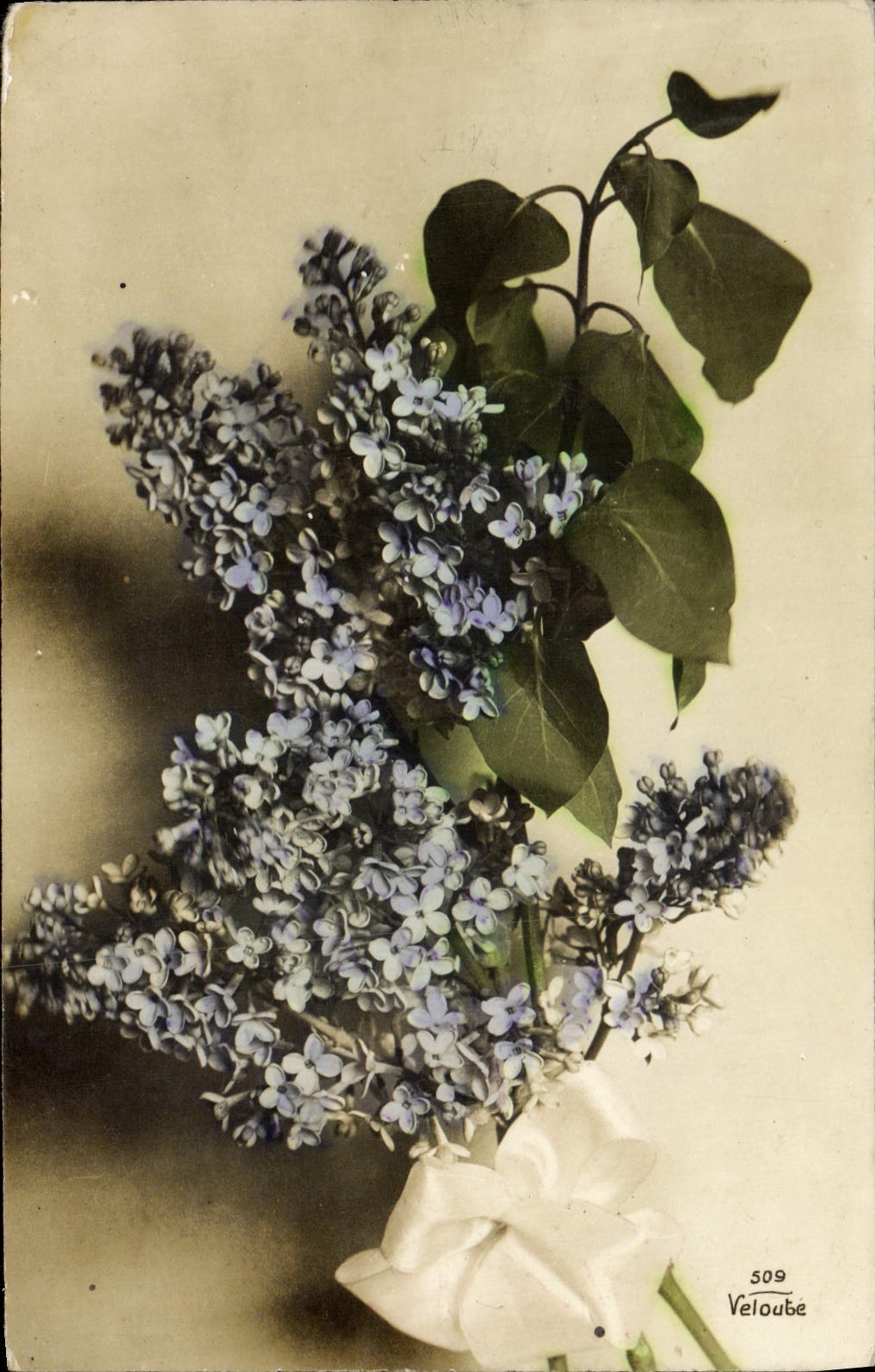 Flores de la fantasía de la POSTAL de la VENDIMIA