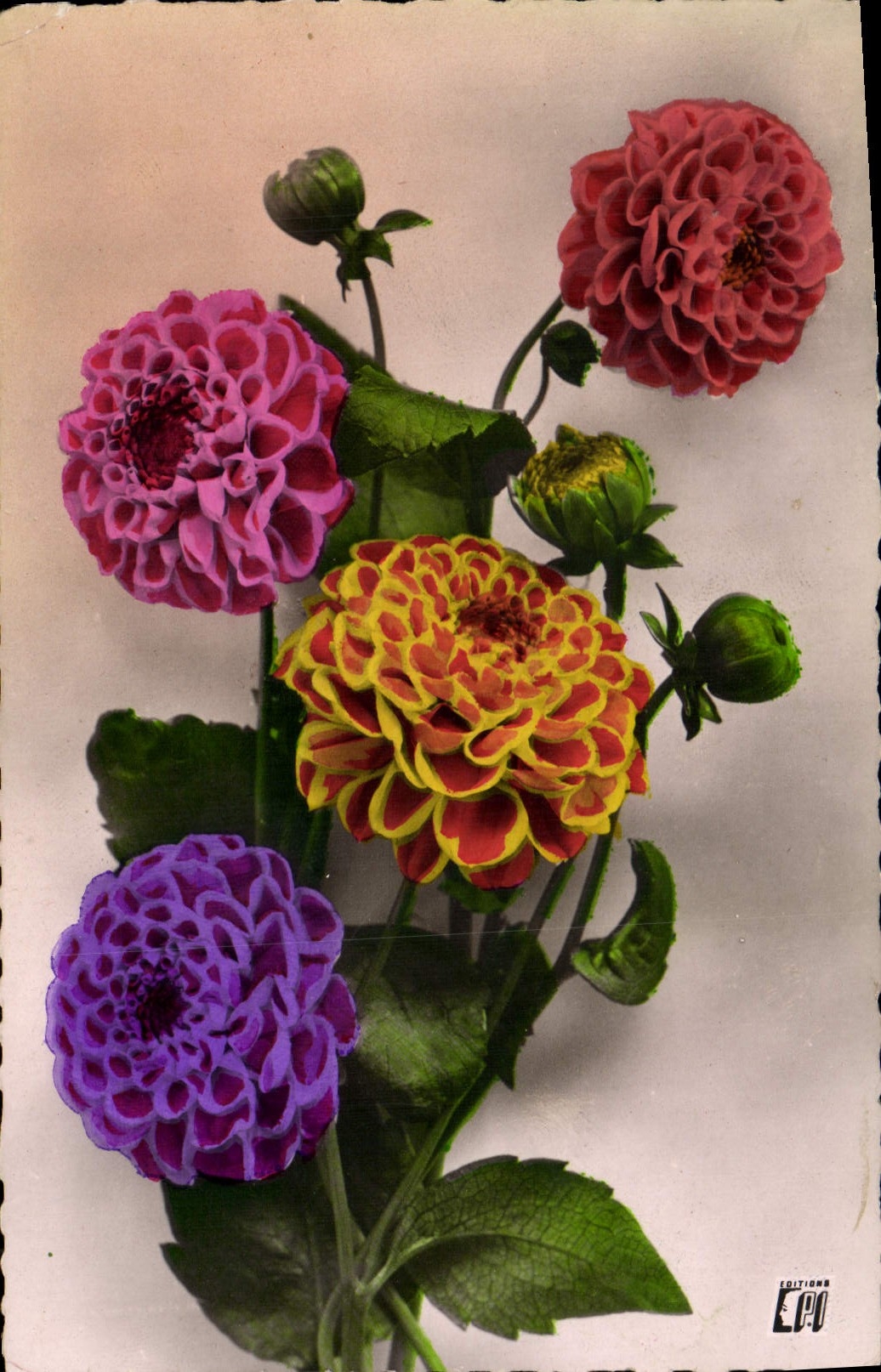 Flores de la fantasía de la POSTAL de la VENDIMIA