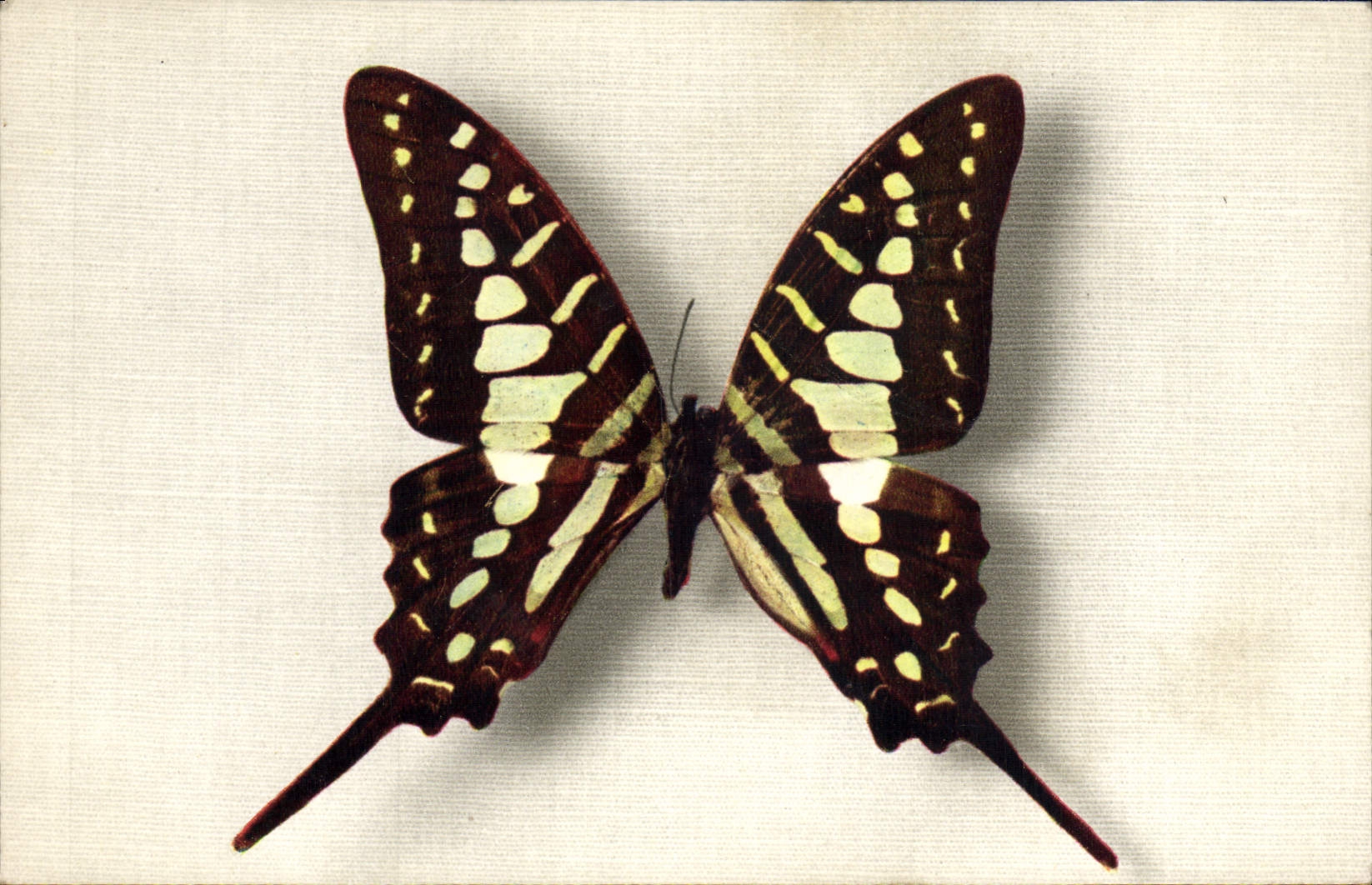 CPA Papillon Papilio Antheus Afrique