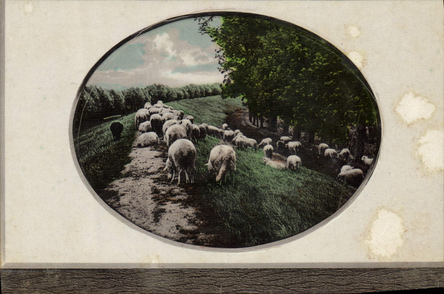 VINTAGE POSTCARD Fantasy Sheep