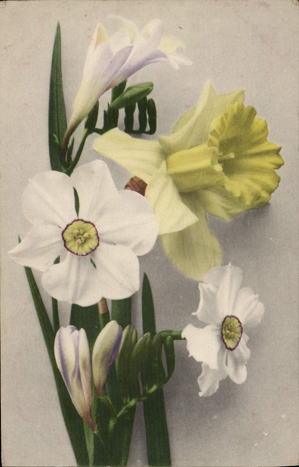 Flores de la fantasía de la POSTAL de la VENDIMIA