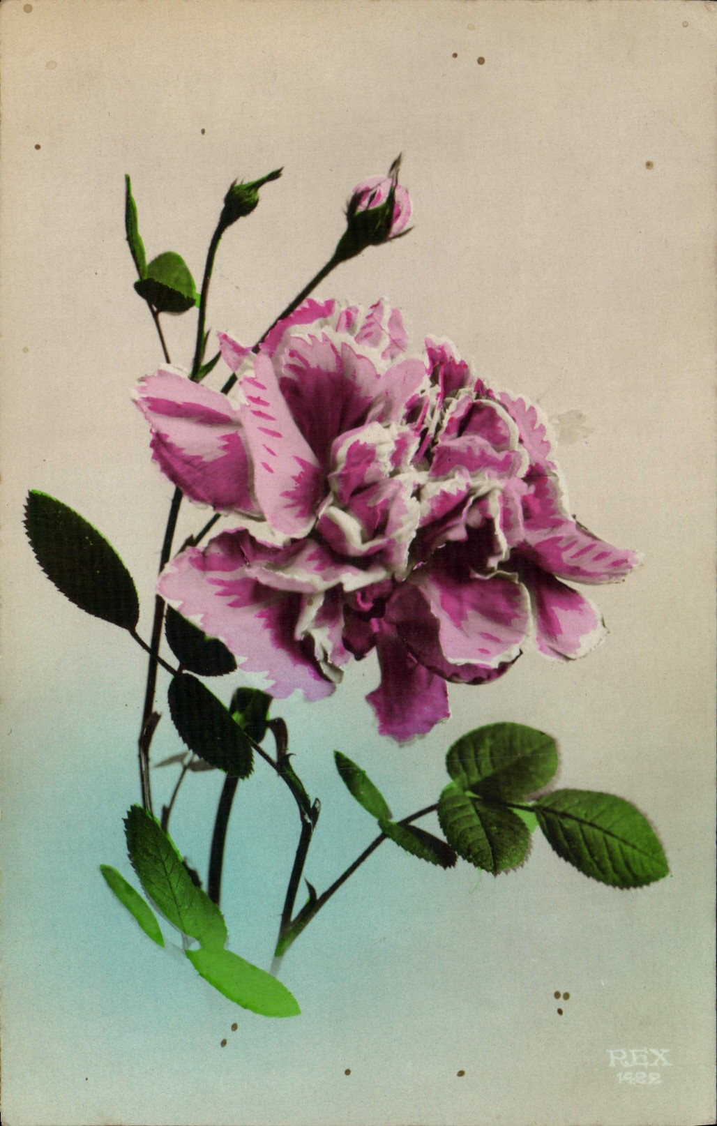 Flores de la fantasía de la POSTAL de la VENDIMIA