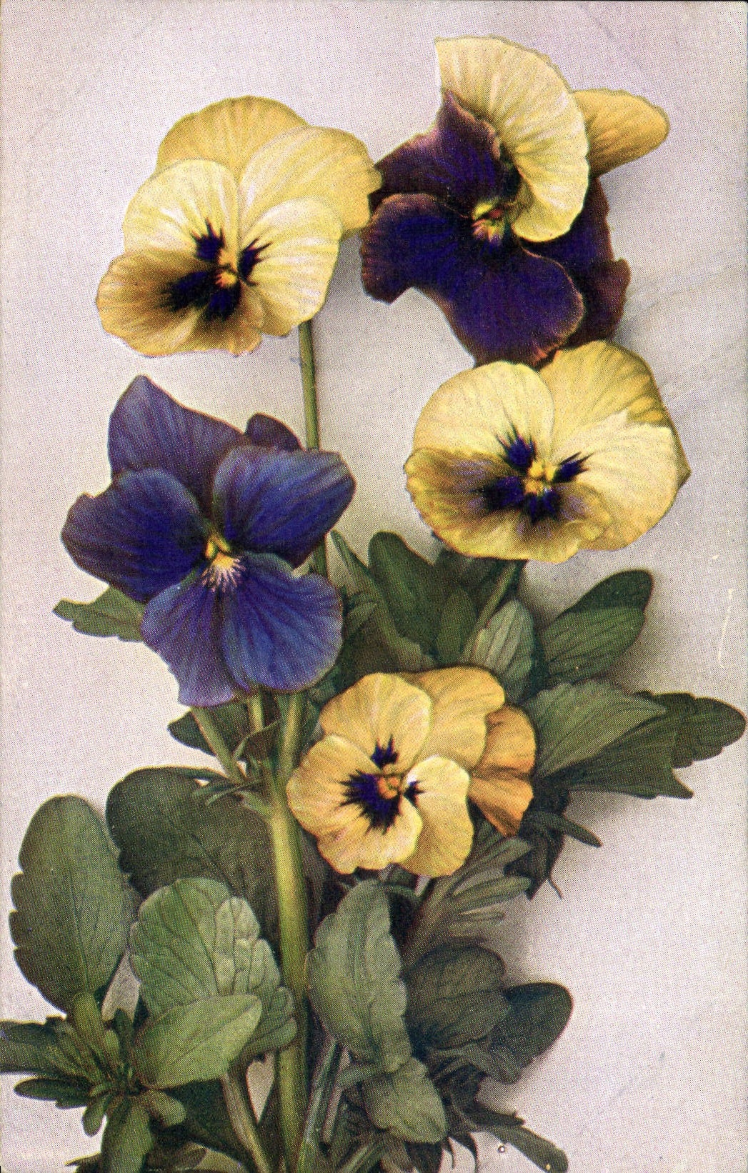 Flores de la fantasía de la POSTAL de la VENDIMIA