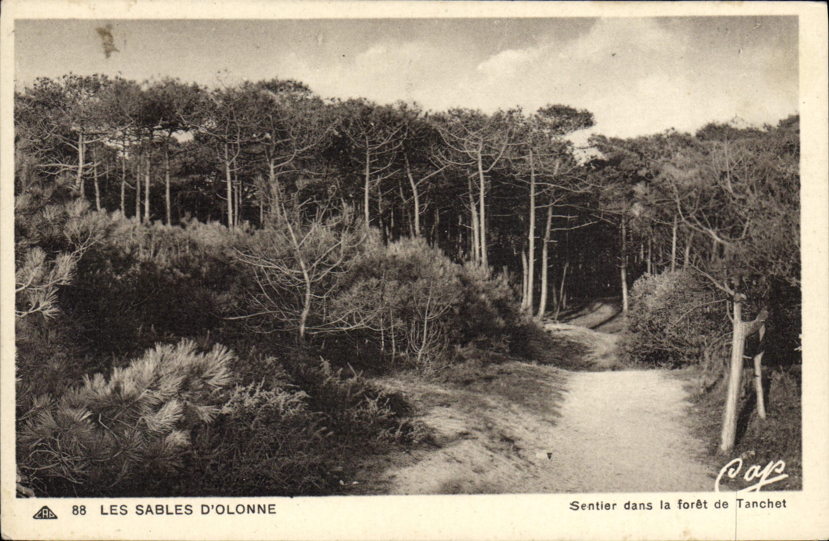 CPA Les Sables D'Olonne Sentier dans la foret de Tanchet