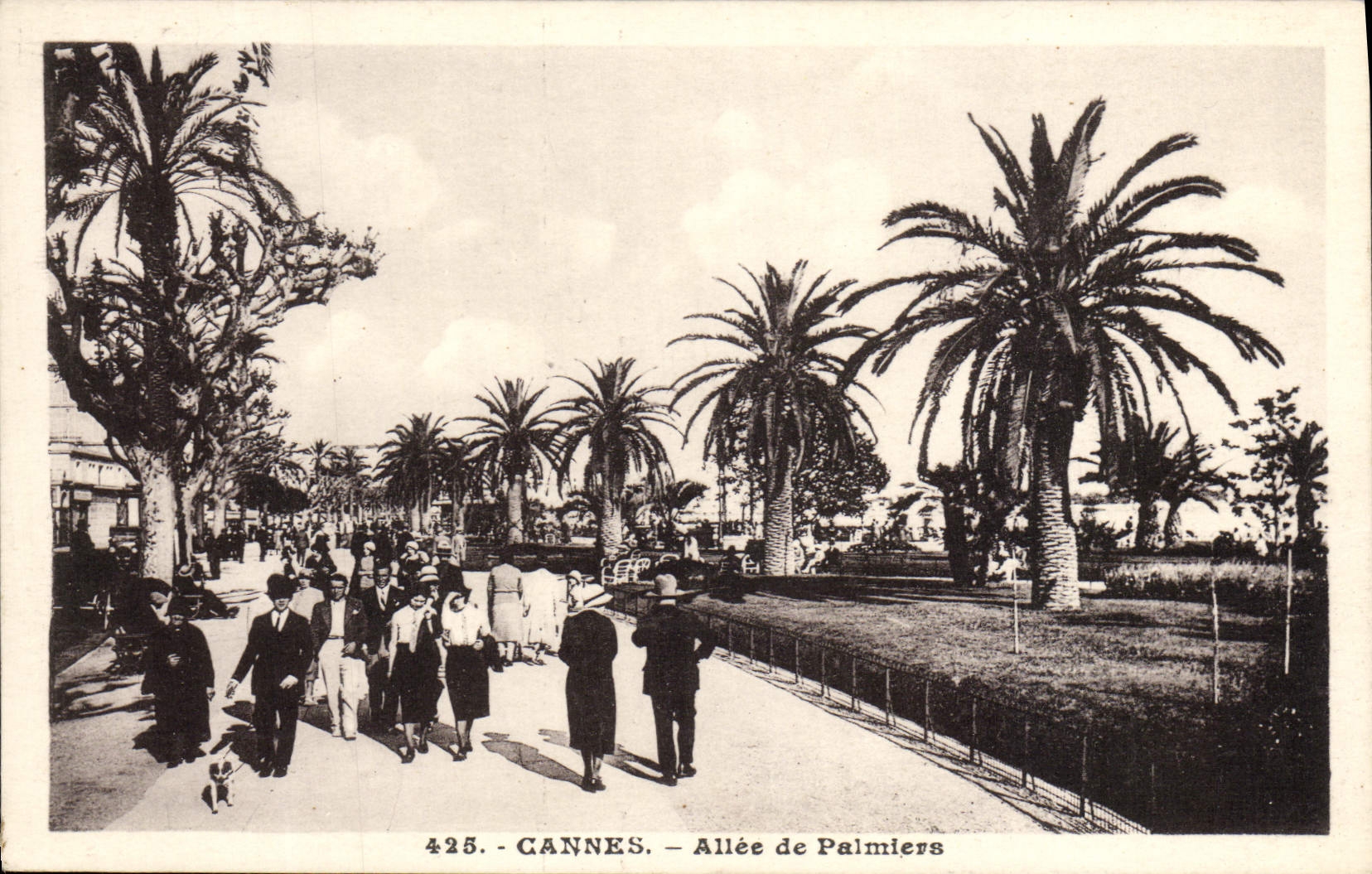 VINTAGE POSTCARD Cannes Gone Of Palm trees