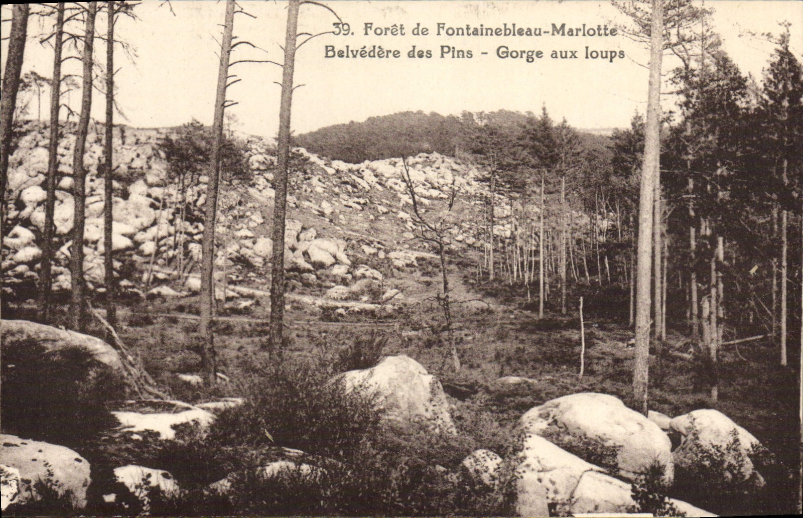 El belvedere de Foret De Fontainebleau Marlotte de la POSTAL de la VENDIMIA de los pinos Gorges con los lobos