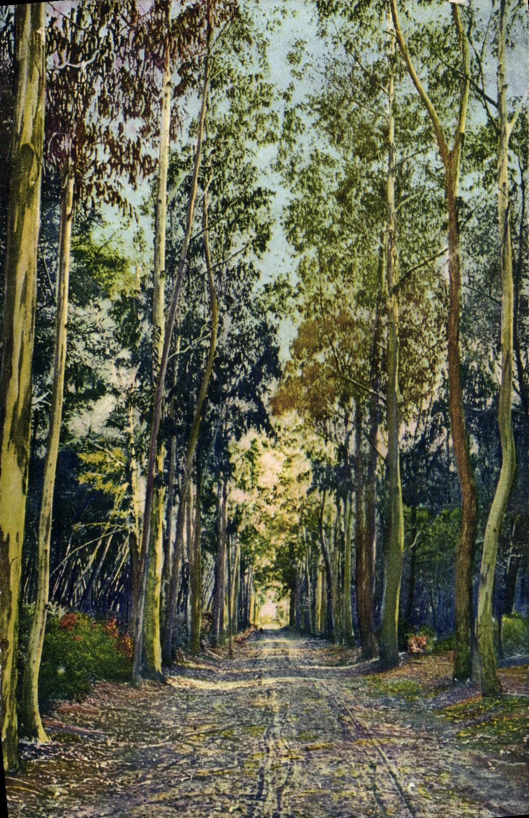 VINTAGE POSTCARD Island Sainte Gone Marguerite of the Eucalypti