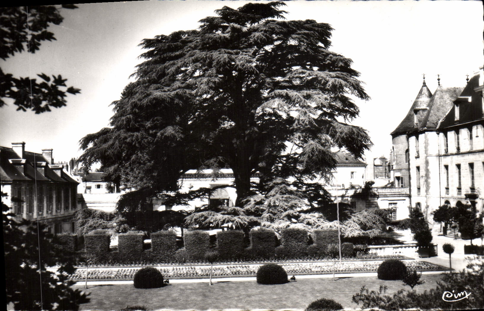 MODERN CARD Tours the large cedar