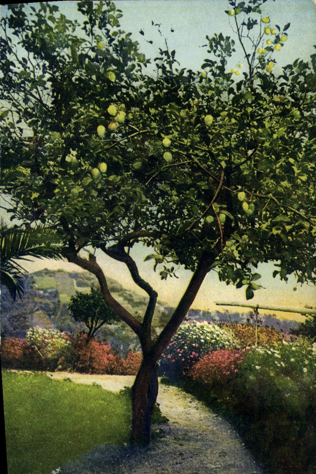 CPA Cote d'azr Un citronnier