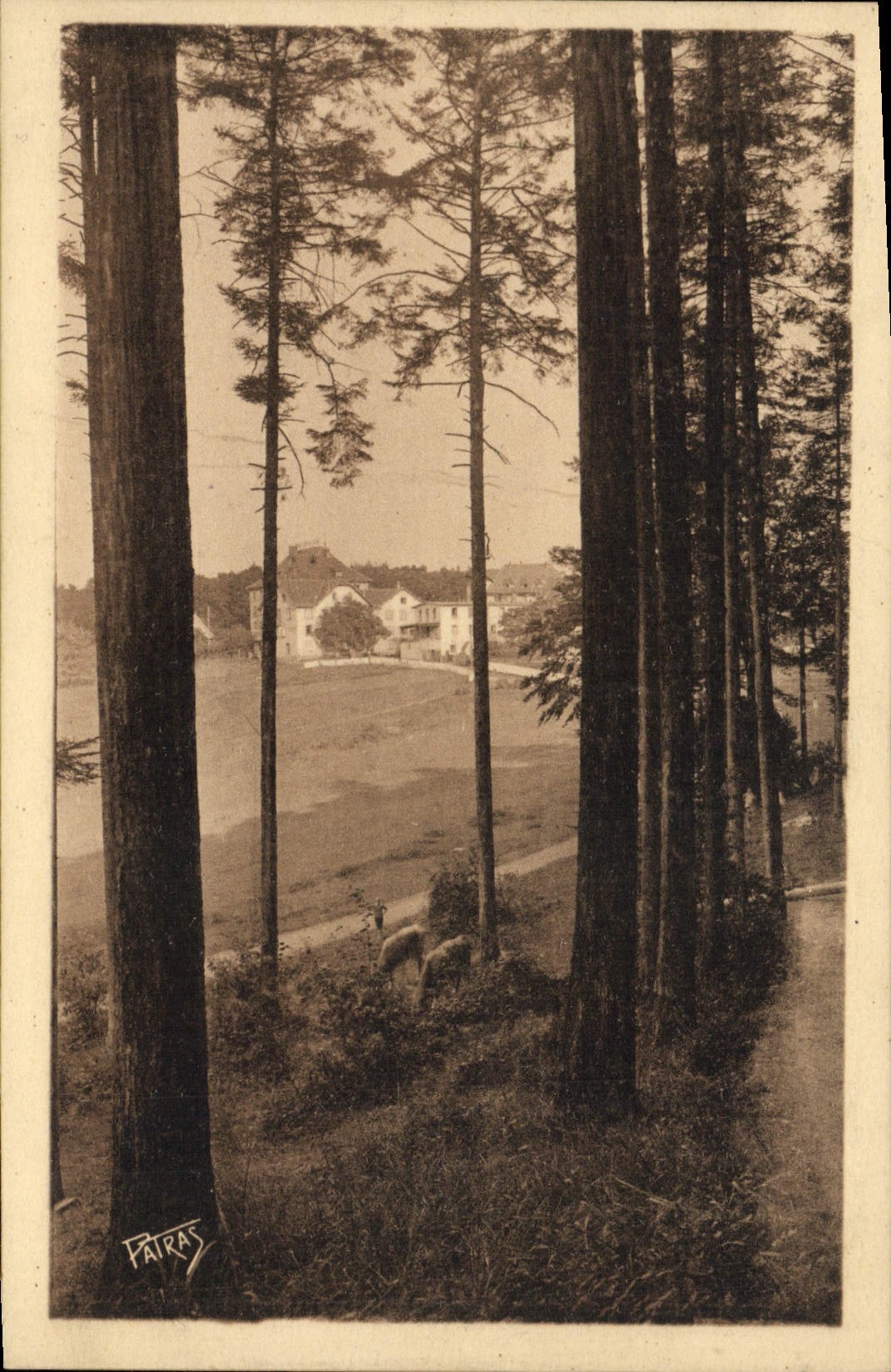 VINTAGE POSTCARD Three Ears