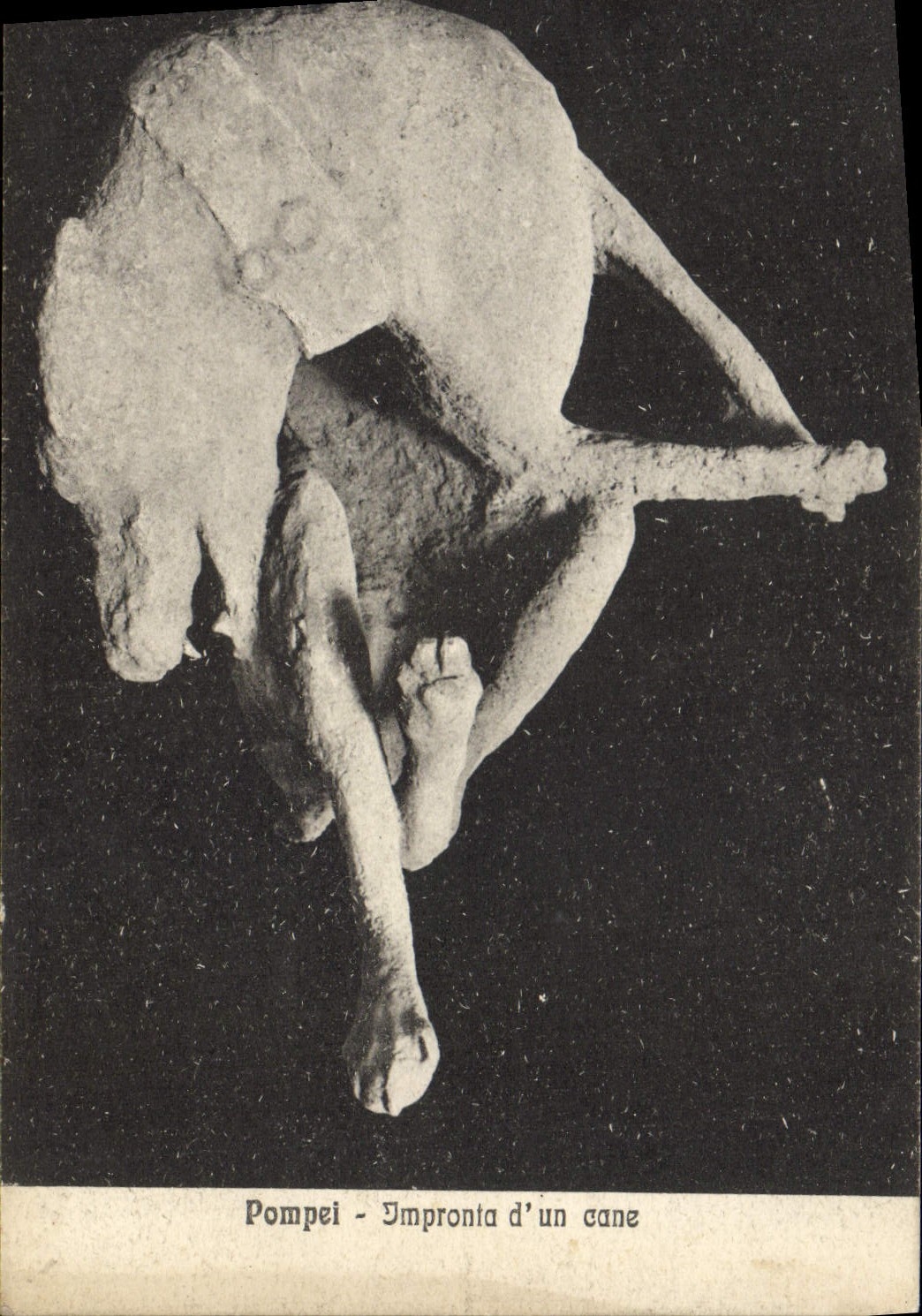 VINTAGE POSTCARD Pompei Impronta of a Duck dog