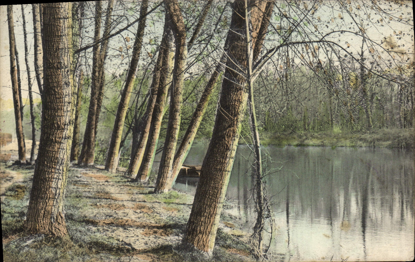 VINTAGE POSTCARD Drill Trees