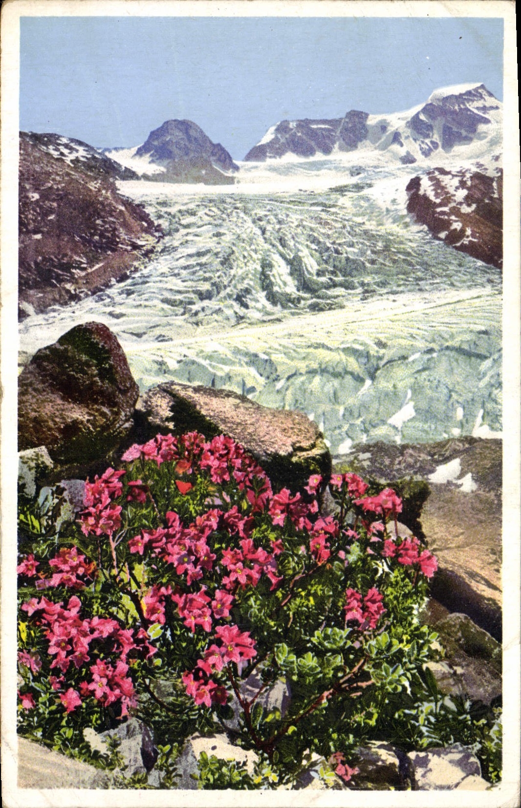 VINTAGE POSTCARD Rnododendron Hirsutum