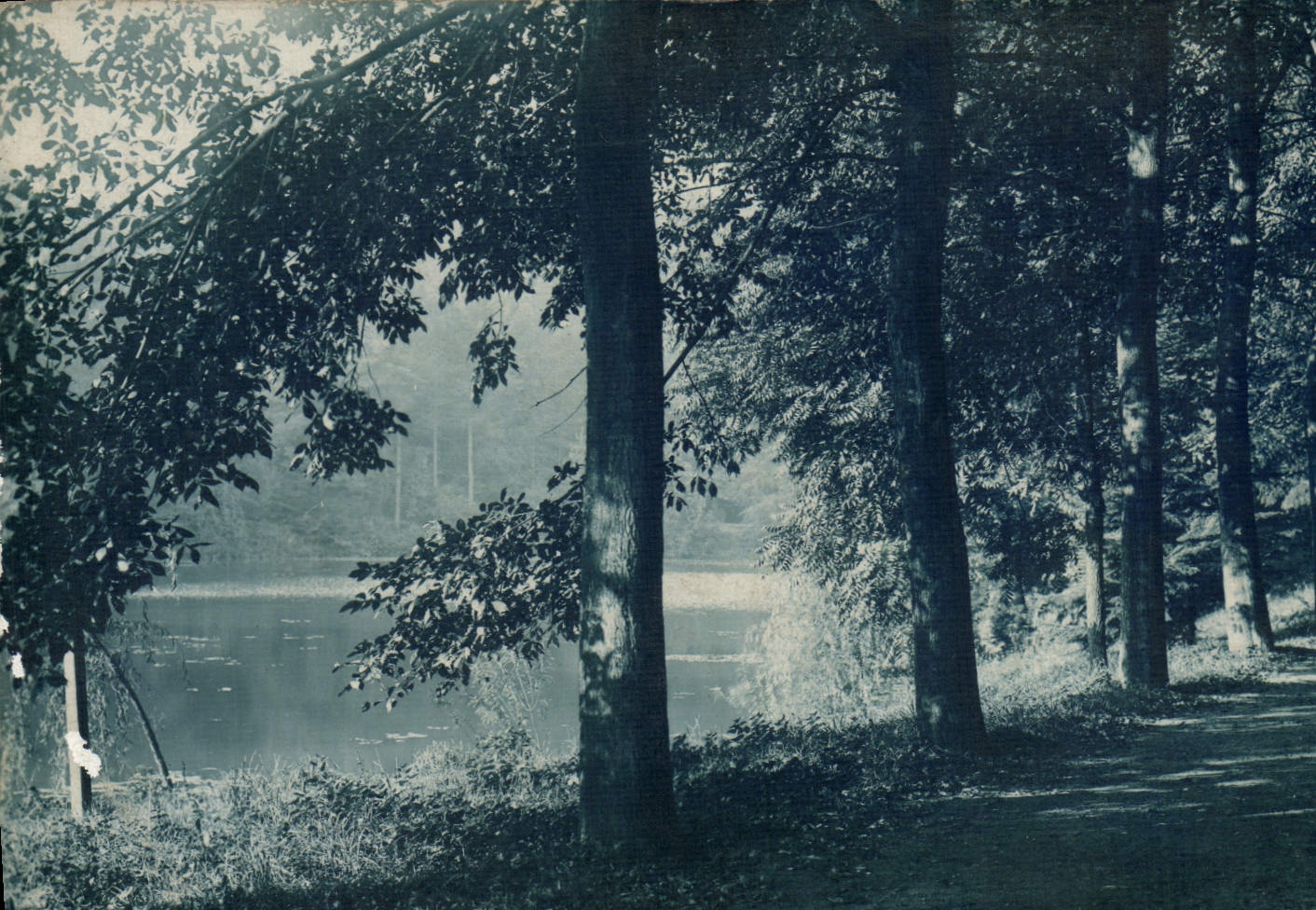 VINTAGE POSTCARD Wood