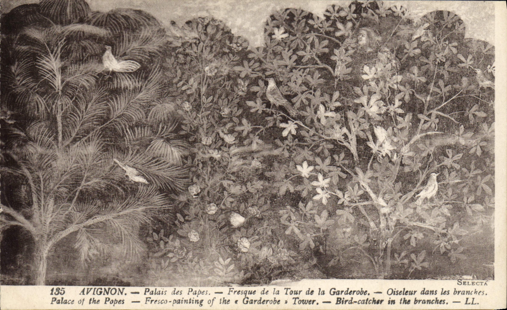 Paladar de Avignon de la POSTAL de la VENDIMIA de los papas Fresco de la torre del Pájaro-colector de Garderobe en las ramas