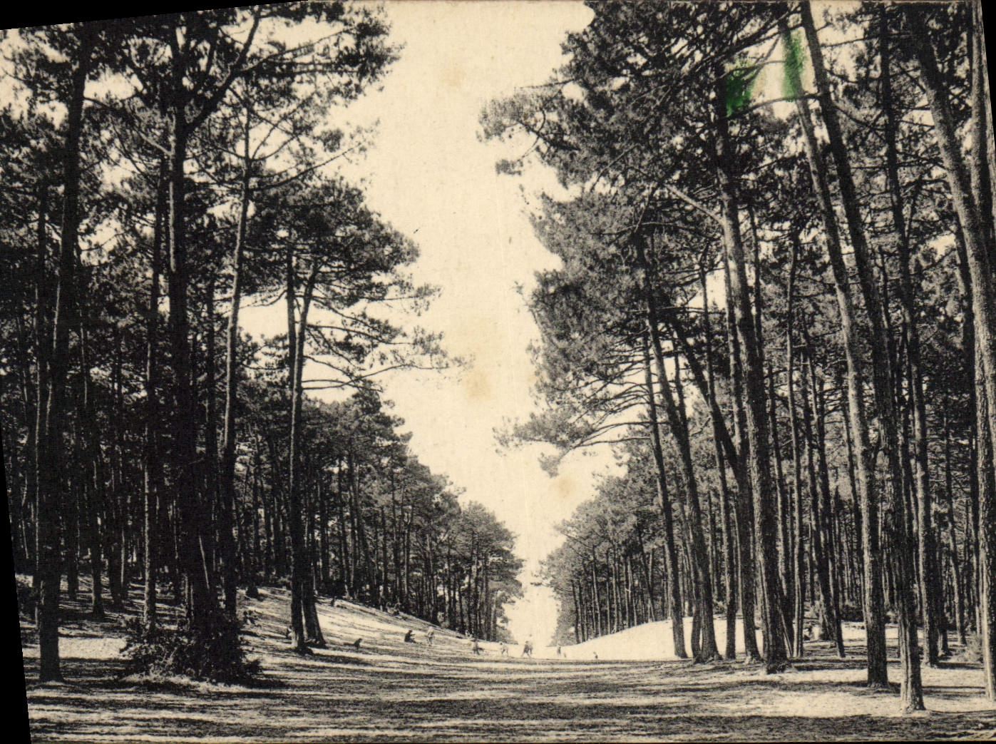 CPA Arcachon La Foret