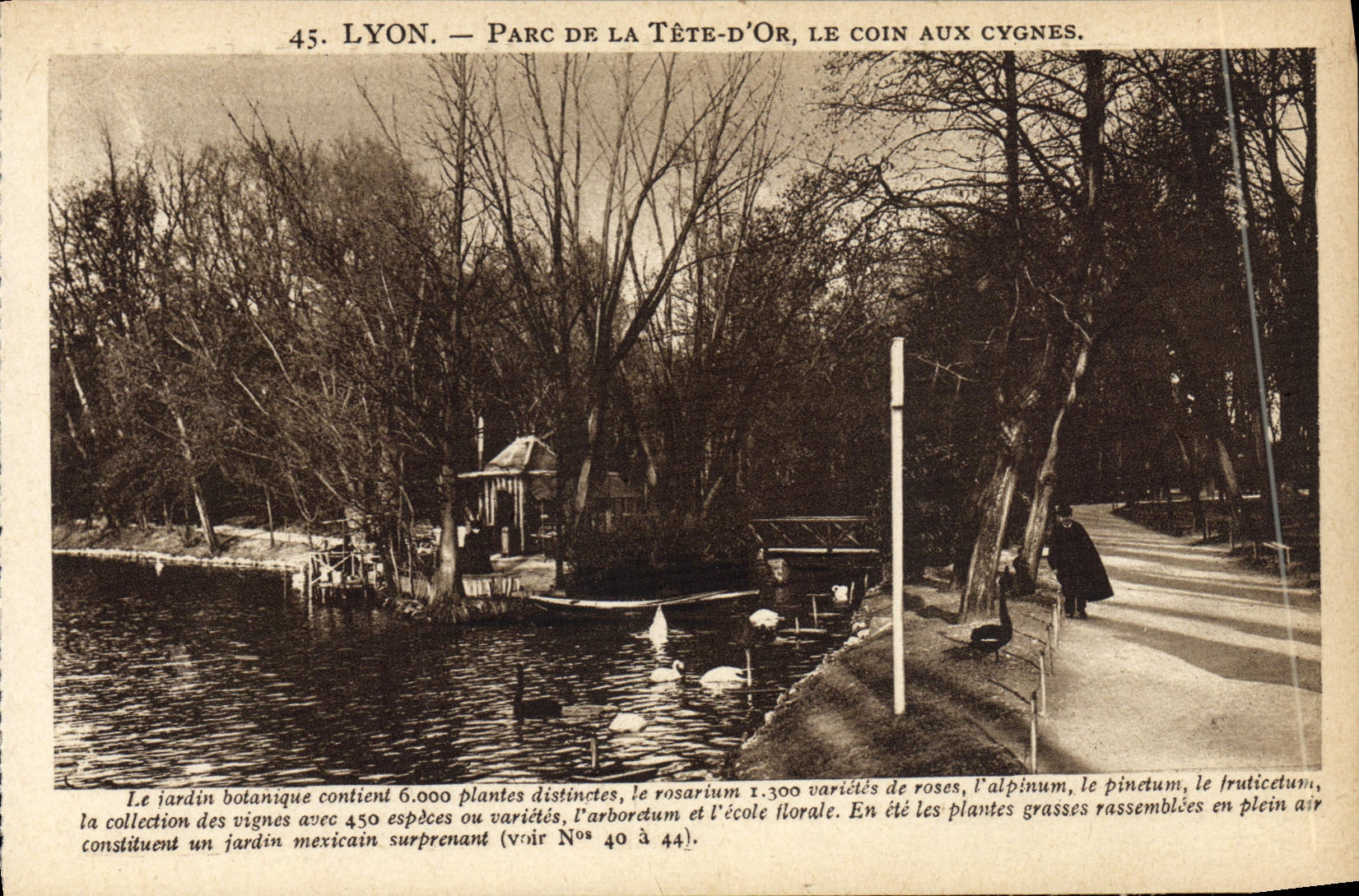 Parque de Lyon de la POSTAL de la VENDIMIA de la cabeza del oro la esquina a los cisnes