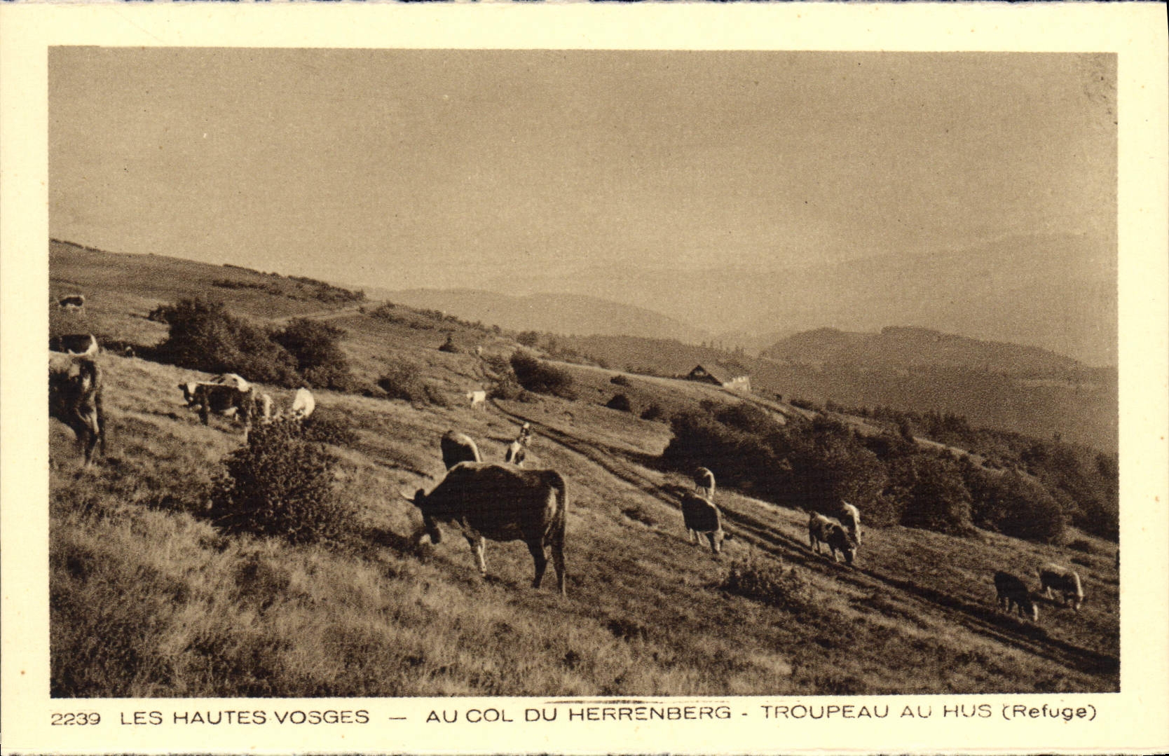 VINTAGE POSTCARD the High Vosges With the flight of Herrenberg Herd in Hus Cows