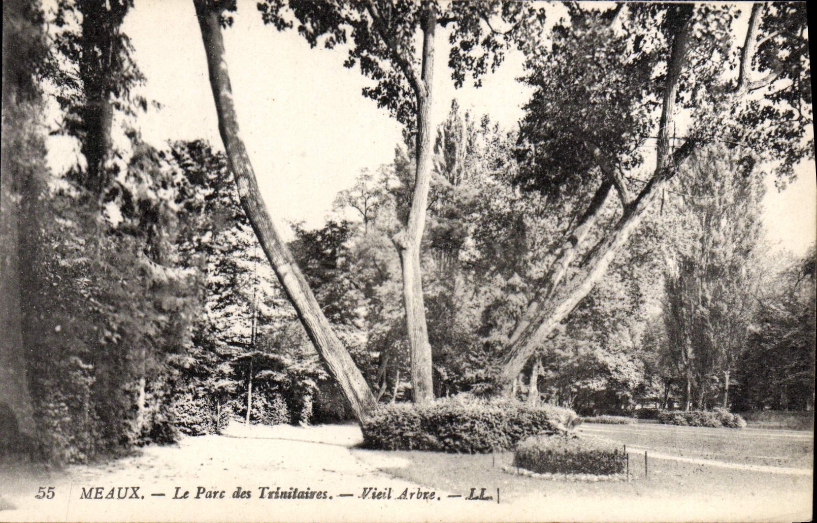 VINTAGE POSTCARD Meaux the Park Of Old Trinitaires tree