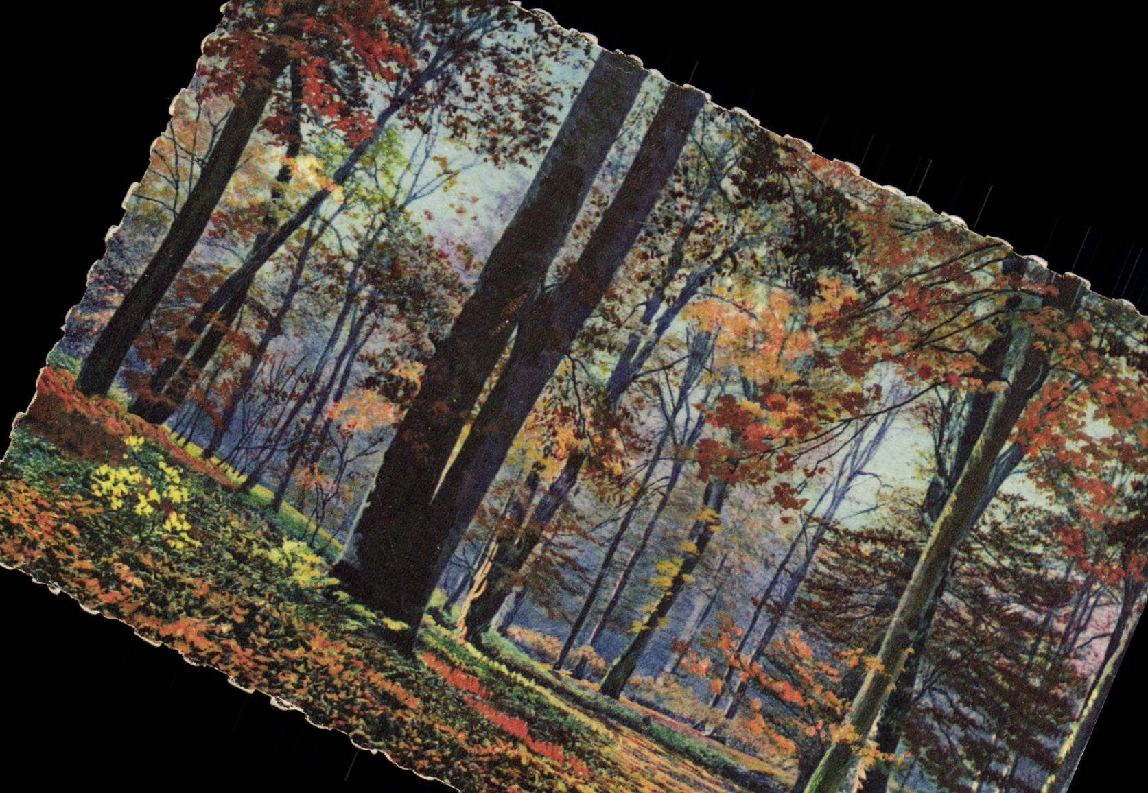 VINTAGE POSTCARD Fontainebleau the Drill Crossbred of autumn