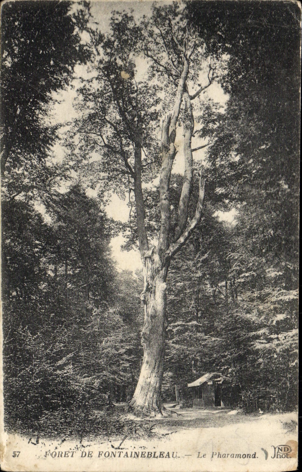 CPA Fontainebleau Le Pharamond