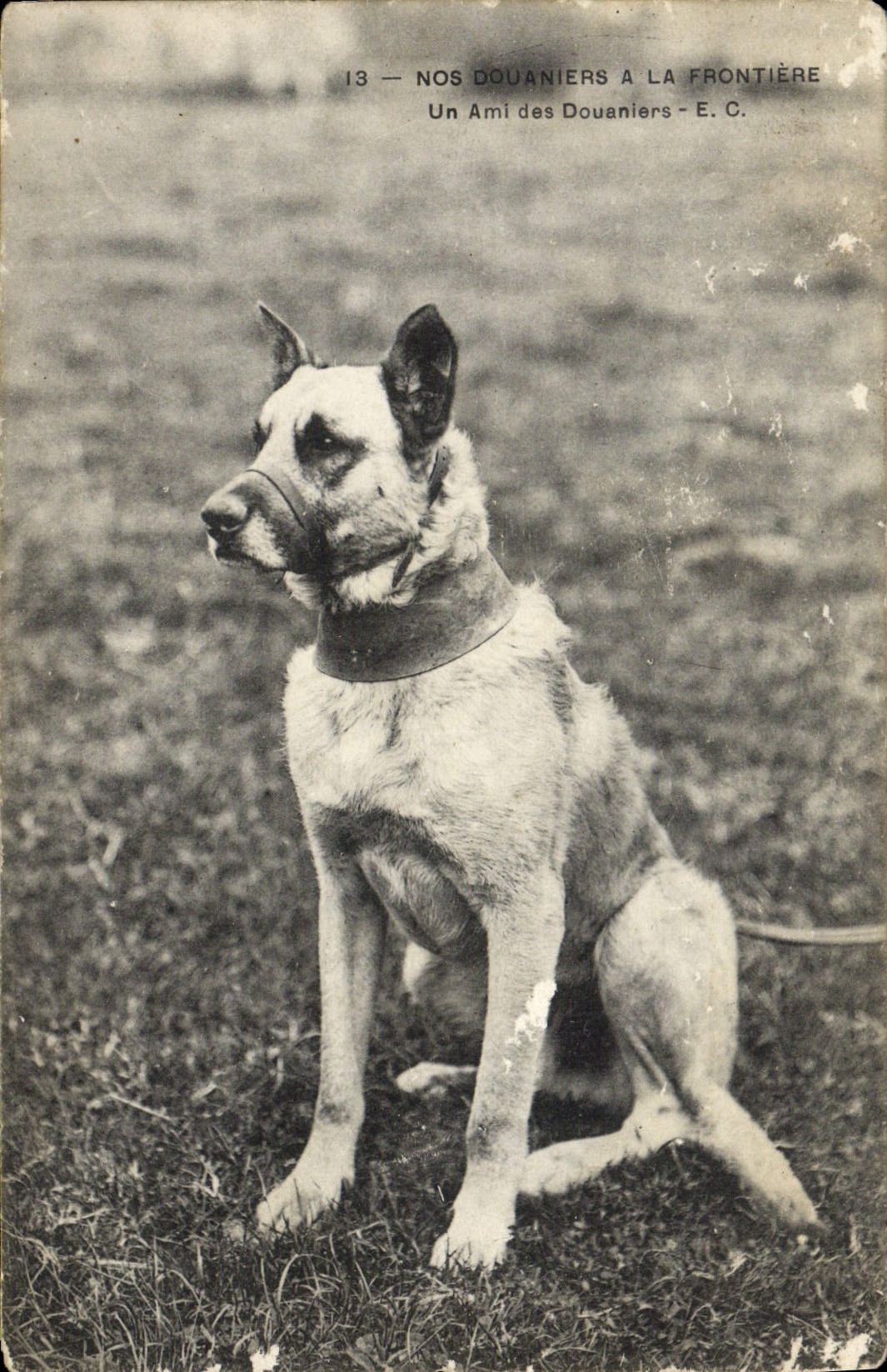 VINTAGE POSTCARD Customs Our Customs officers at the border a friend of the customs officers Dog