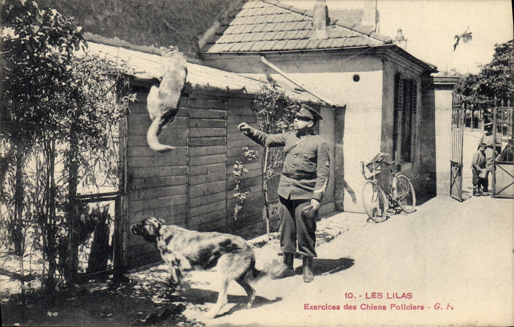 La POSTAL de la VENDIMIA los ejercicios de las lilas de los perros Chien del perseguidor organiza a policía