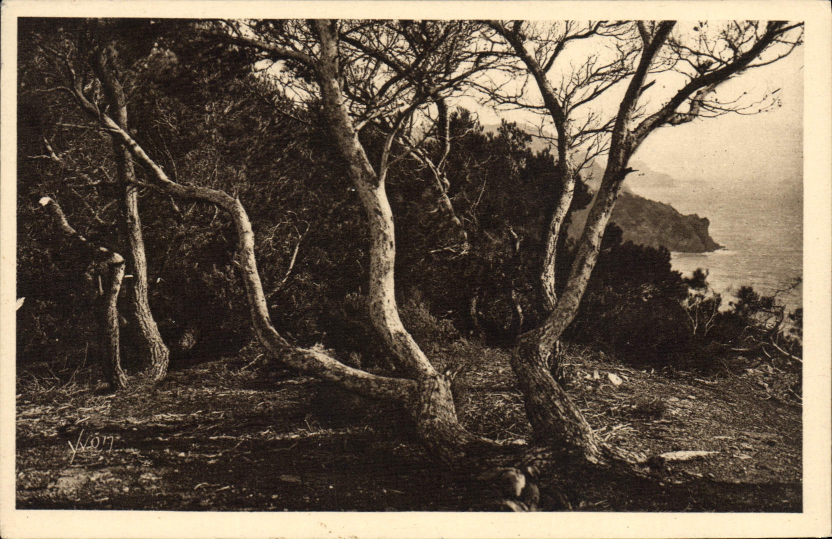POSTAL de la VENDIMIA los pinos de D Hyeres Porquerolles de las islas de Alep