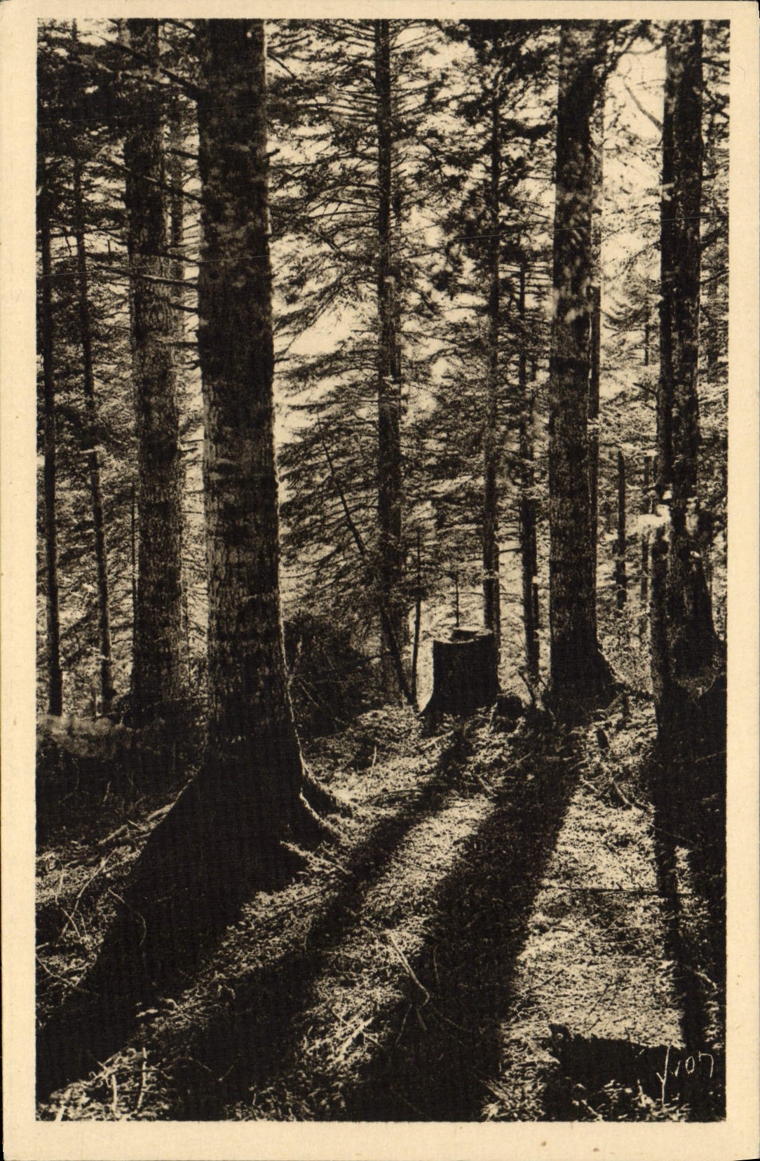 CPA Bagneres de Bigorre Sur la Route du Col d'Aspin La foret