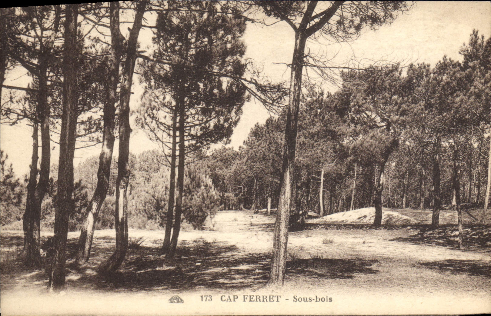 VINTAGE POSTCARD Cape Tag Under Wood