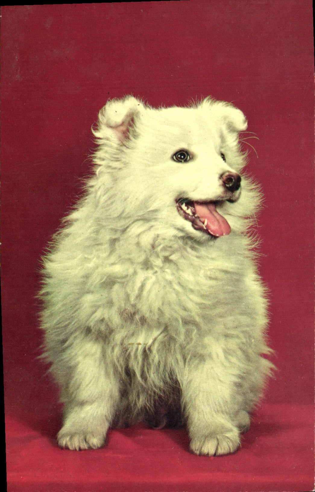CPA Chien