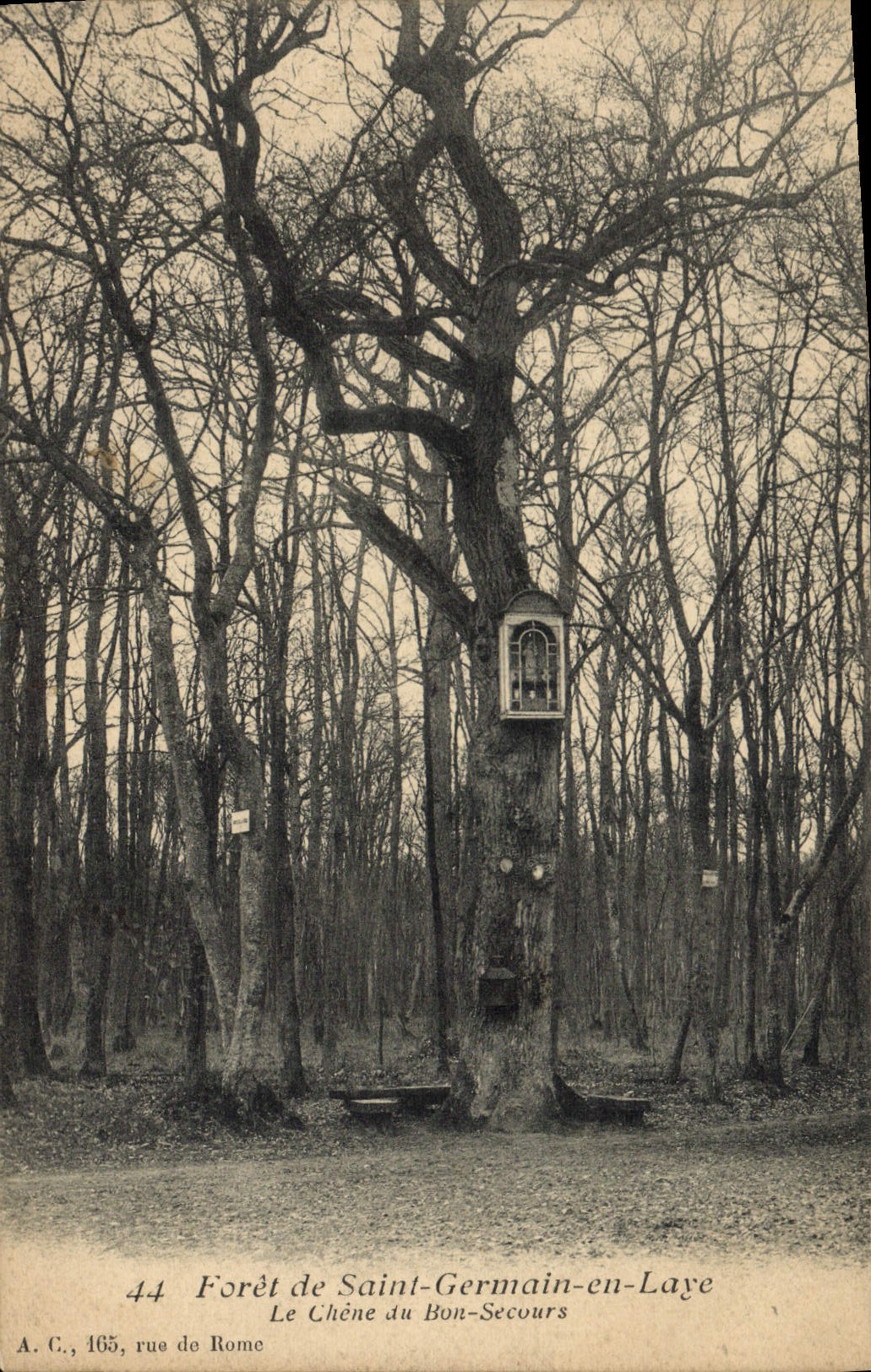 CPA Foret de Saint Germain en Laye Le chene du Bon Secours 